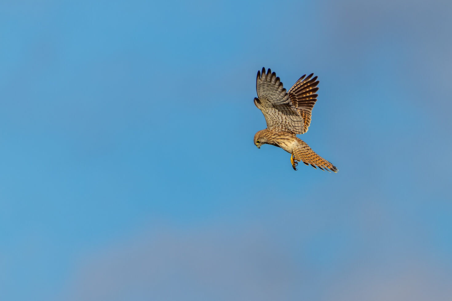 Turmfalke - weiblich