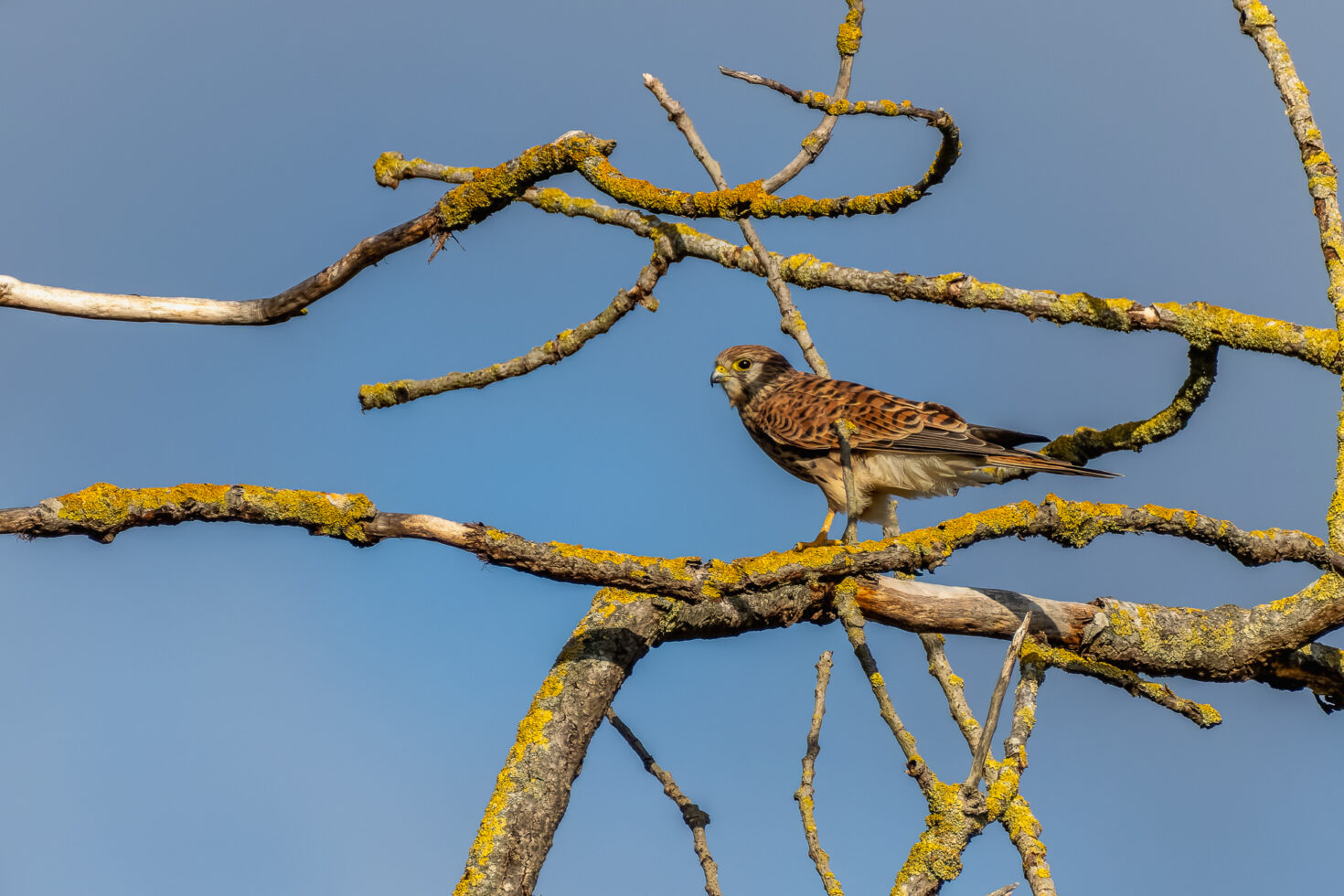Turmfalke - weiblich