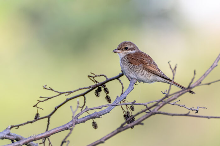 Neuntöter - Jungvogel