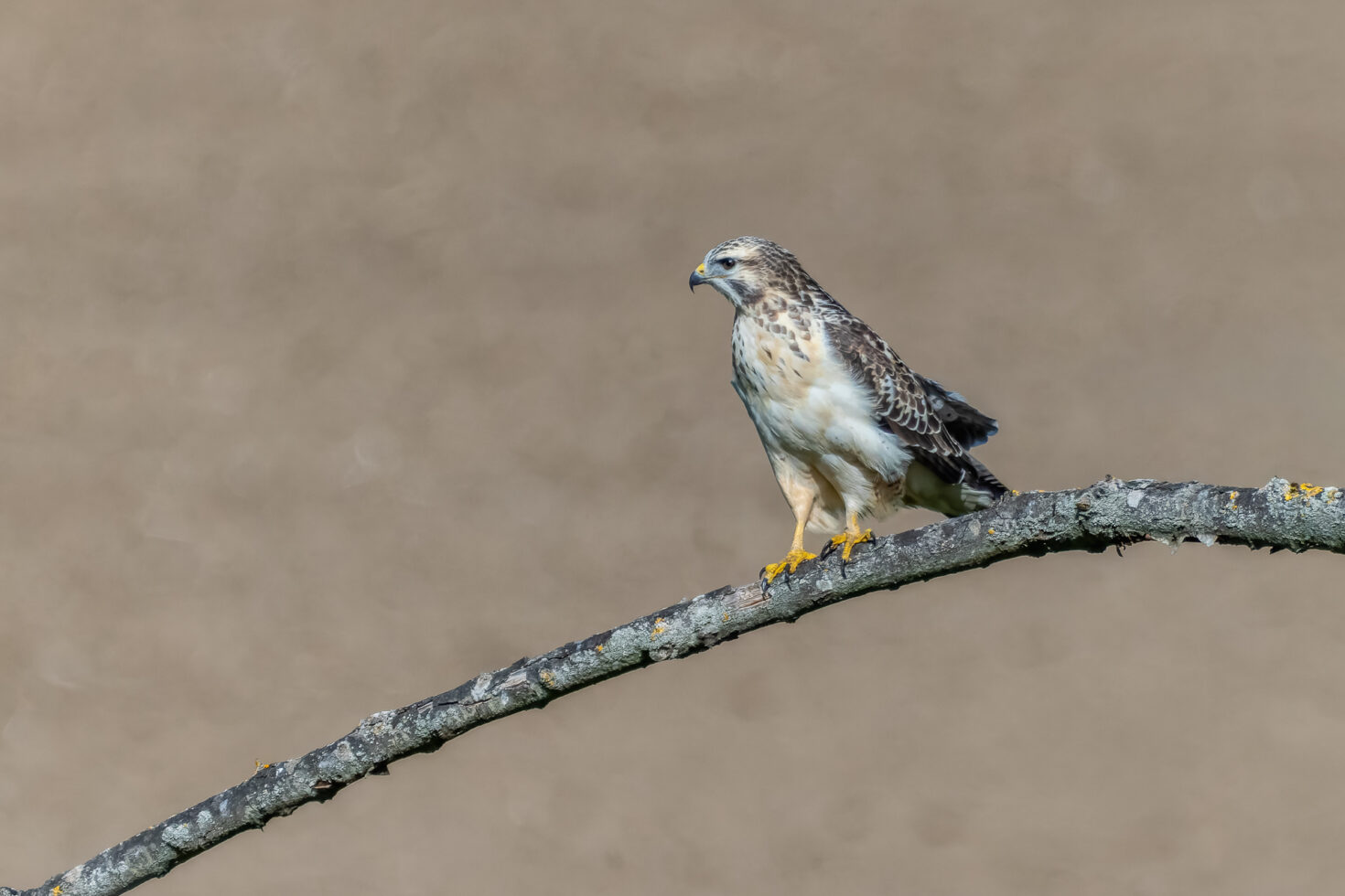 M&auml;usebussard