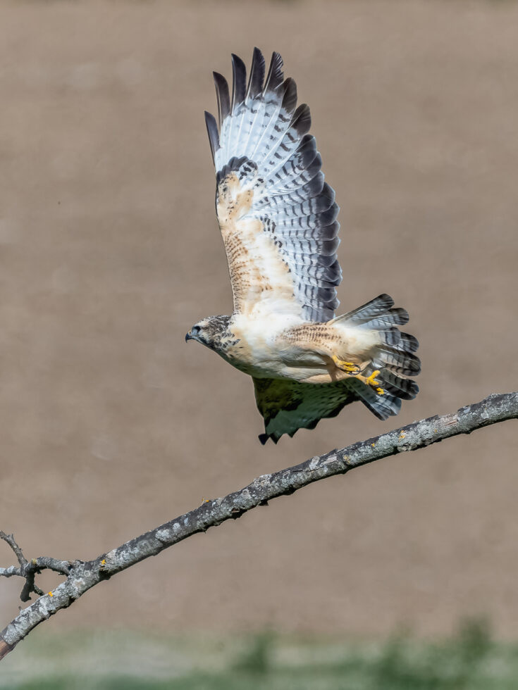 M&auml;usebussard