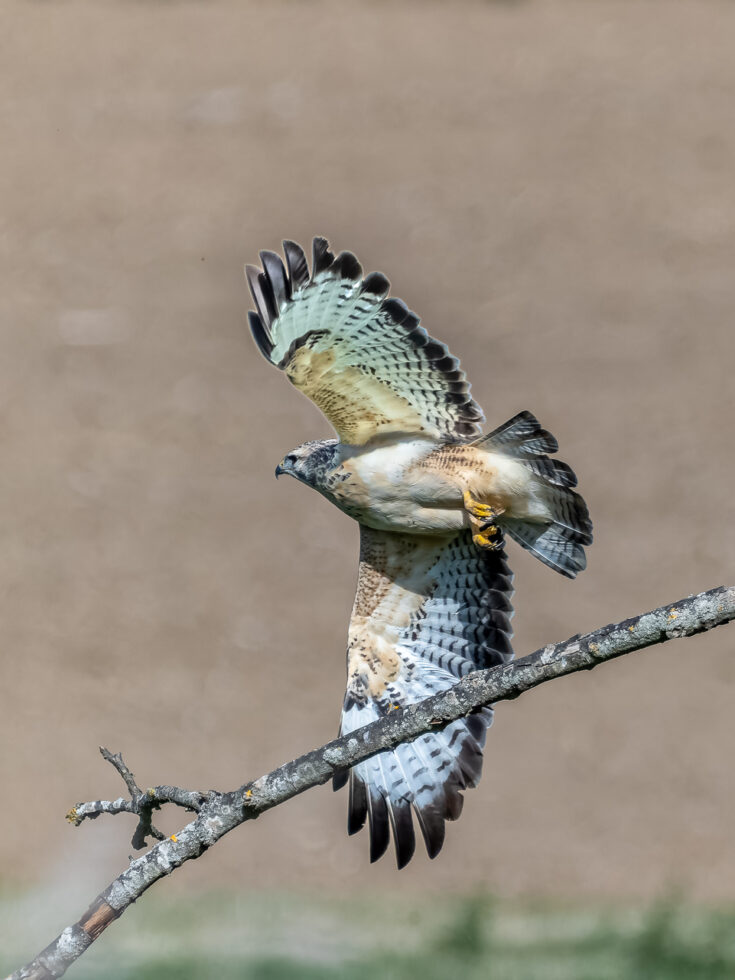 M&auml;usebussard