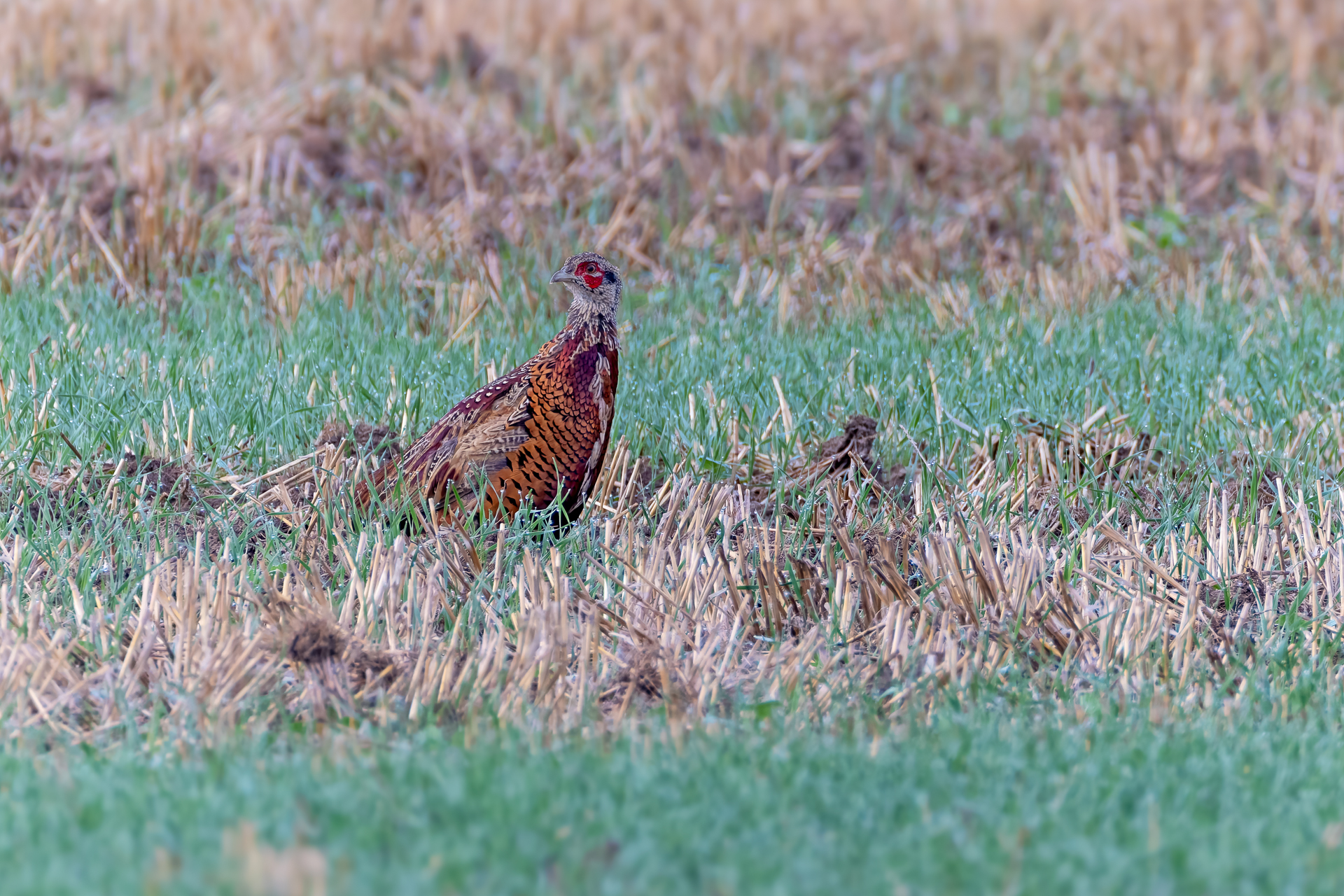 2026-09-FCa-108-Jagdfasan-Jungvogel-maennlich Jagdfasan (Jungvogel) - männlich