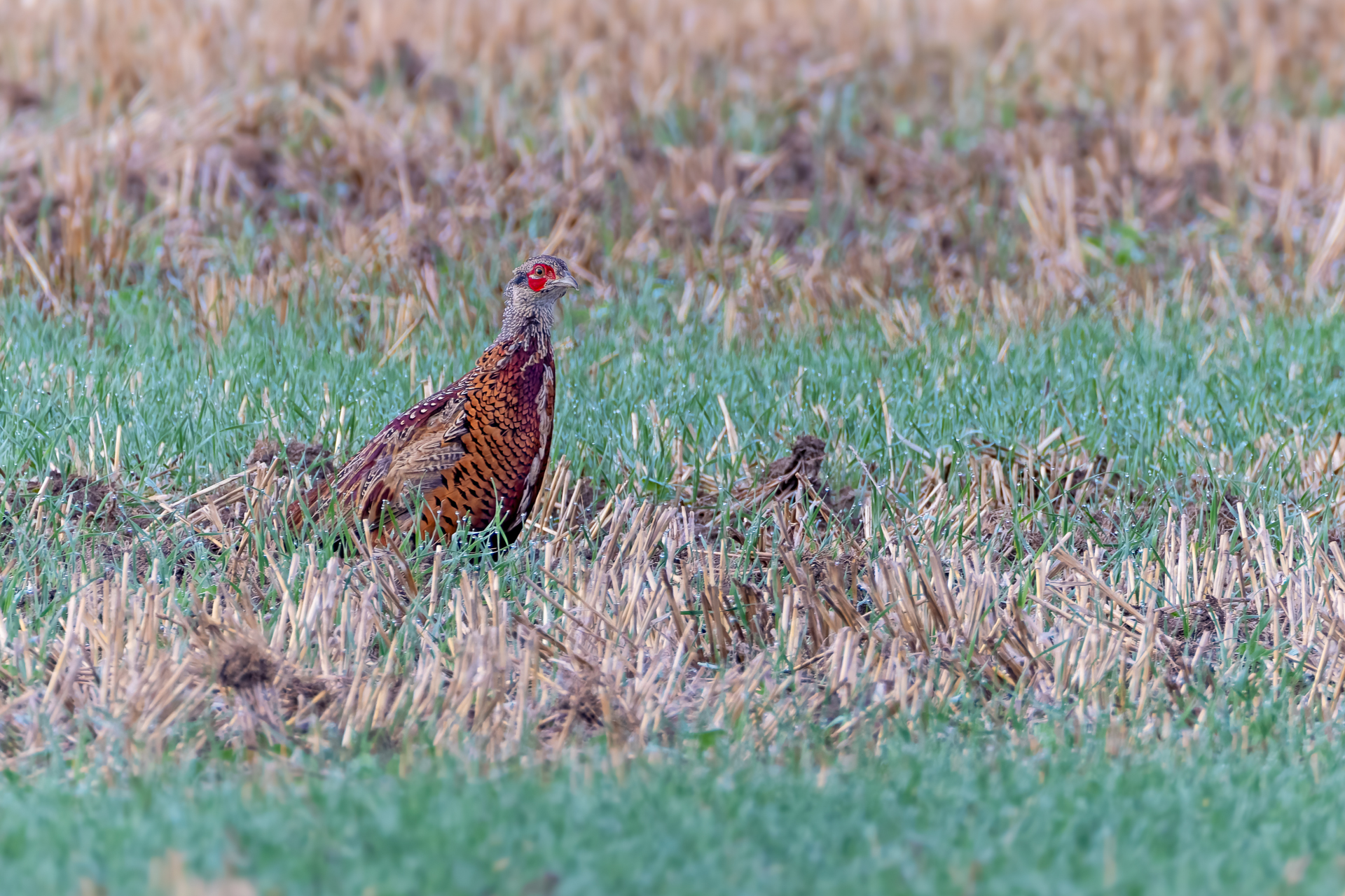 2026-09-FCa-109-Jagdfasan-Jungvogel-maennlich Jagdfasan (Jungvogel) - männlich