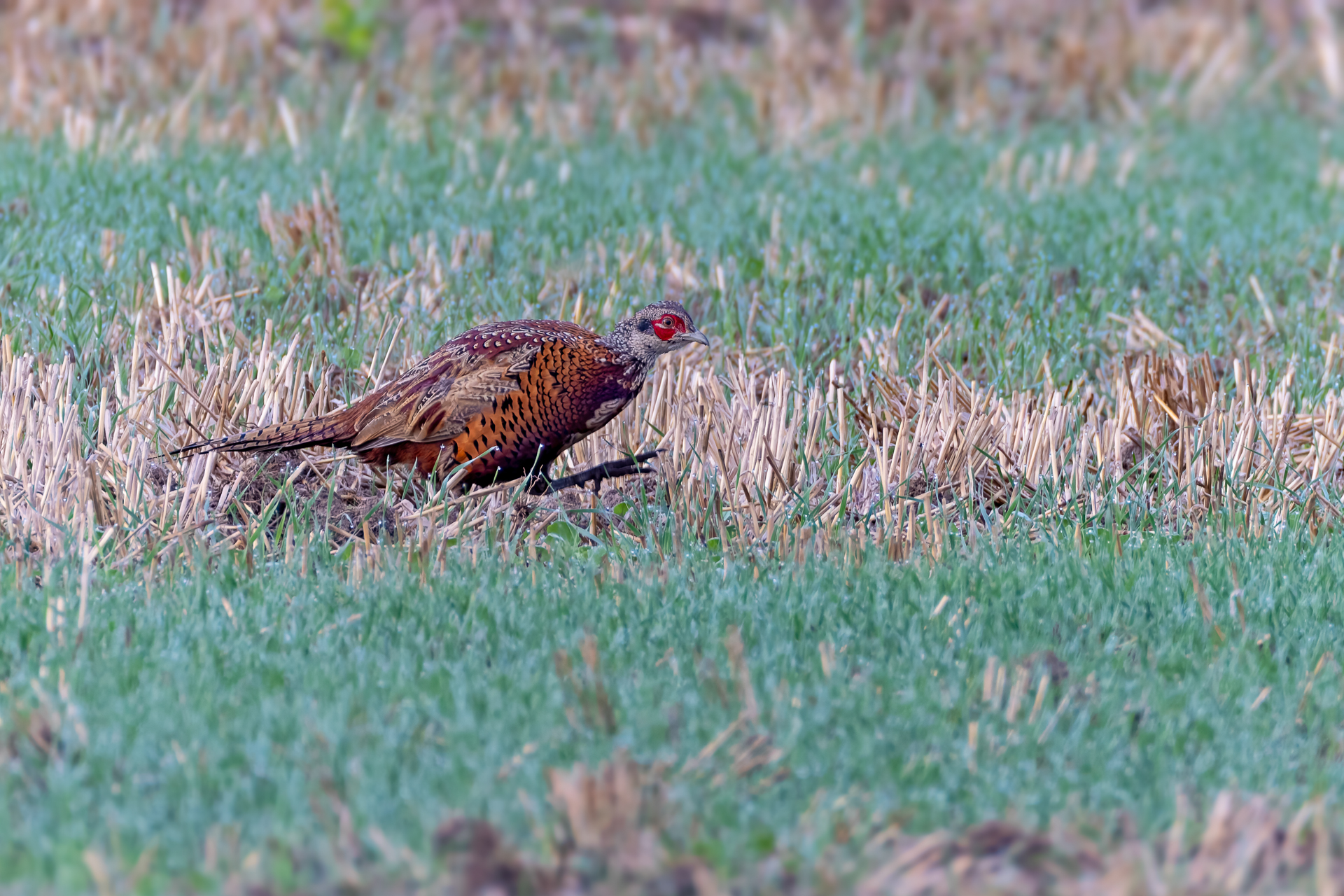 2026-09-FCa-110-Jagdfasan-Jungvogel-maennlich Jagdfasan (Jungvogel) - männlich