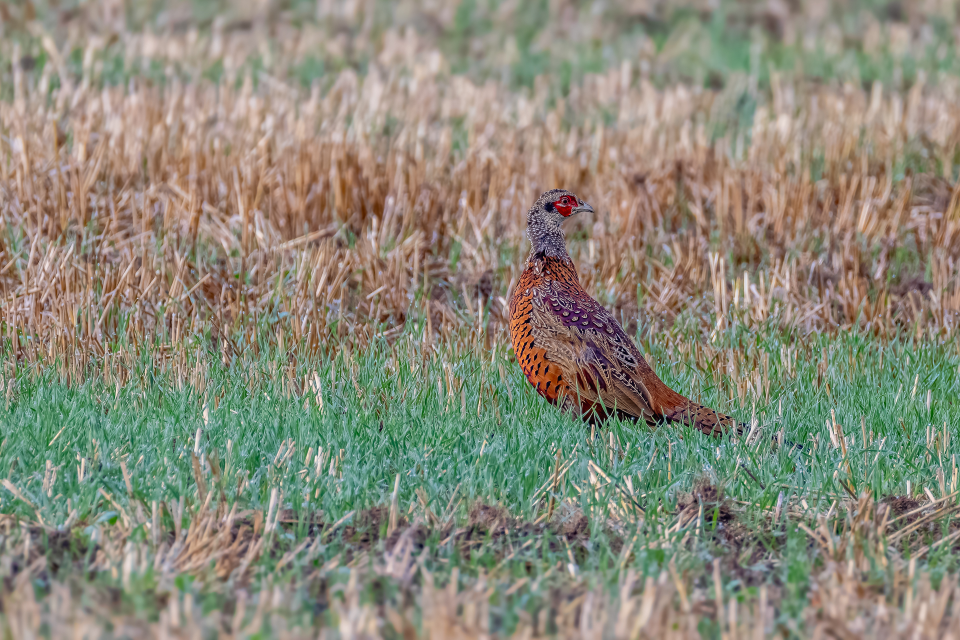 2026-09-FCa-112-Jagdfasan-Jungvogel-maennlich Jagdfasan (Jungvogel) - männlich