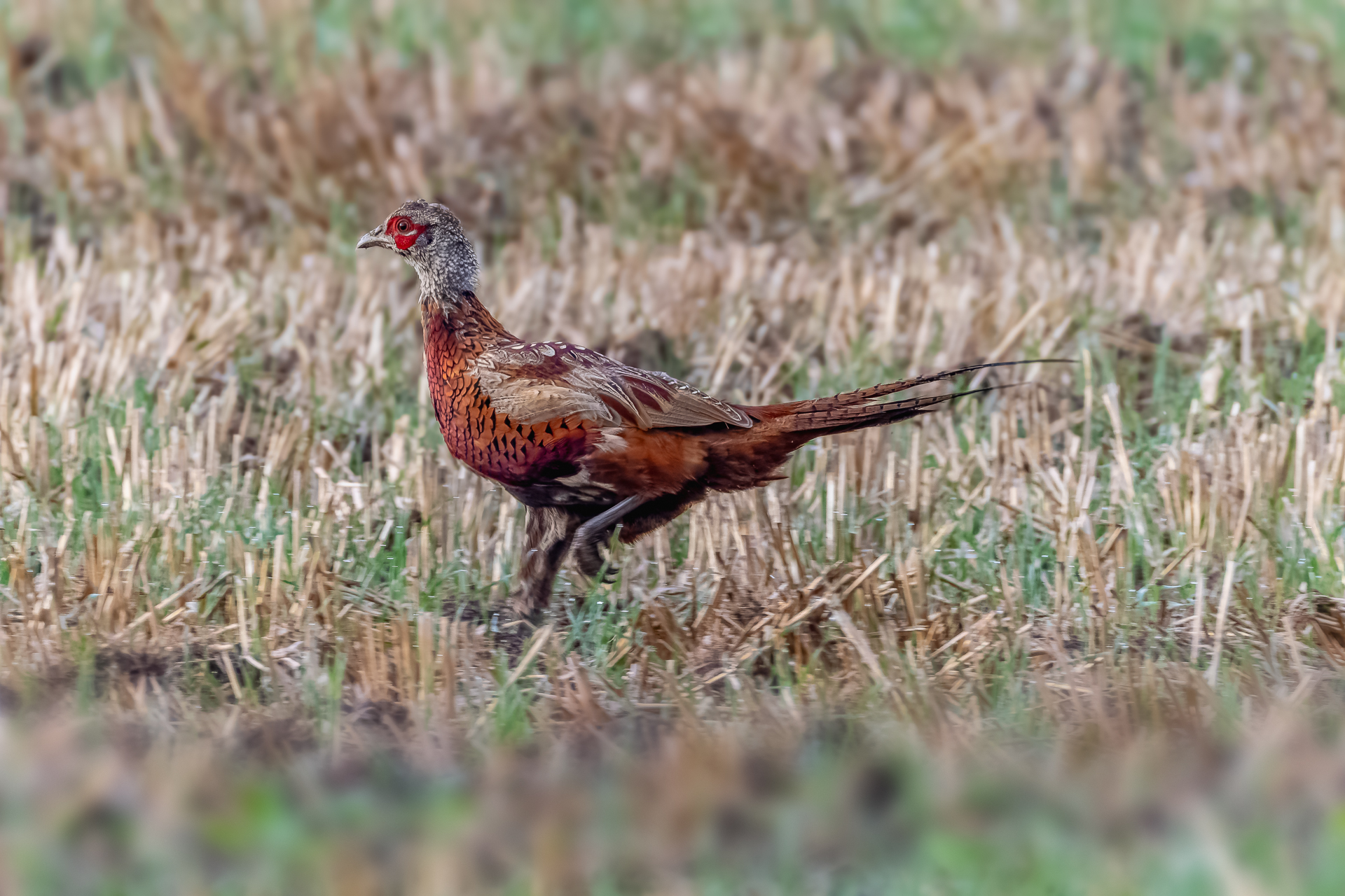2026-09-FCa-114-Jagdfasan-Jungvogel-maennlich Jagdfasan (Jungvogel) - männlich