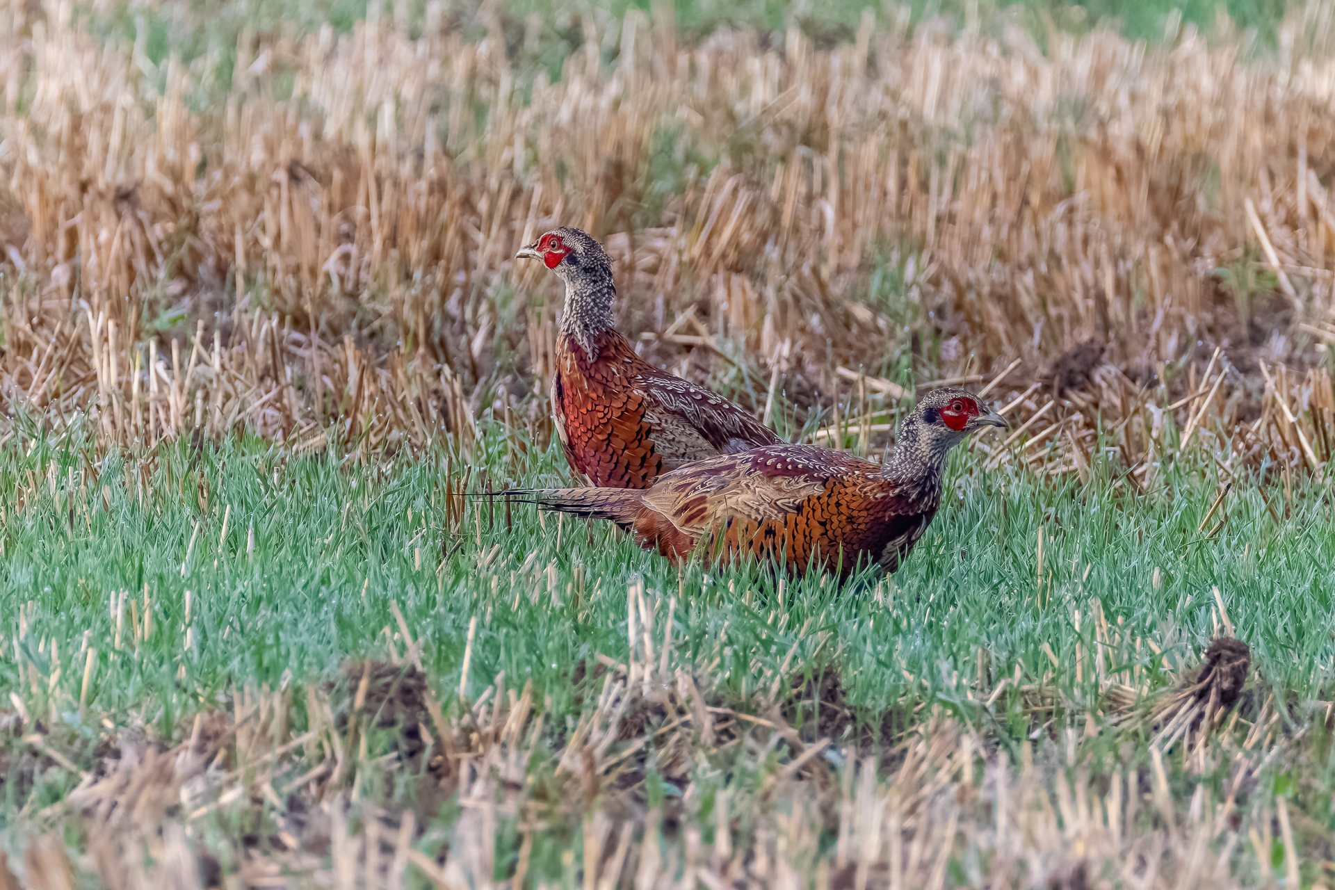 2026-09-FCa-115-Jagdfasan-Jungvoegel-maennlich Jagdfasan (Jungvögel) - männlich