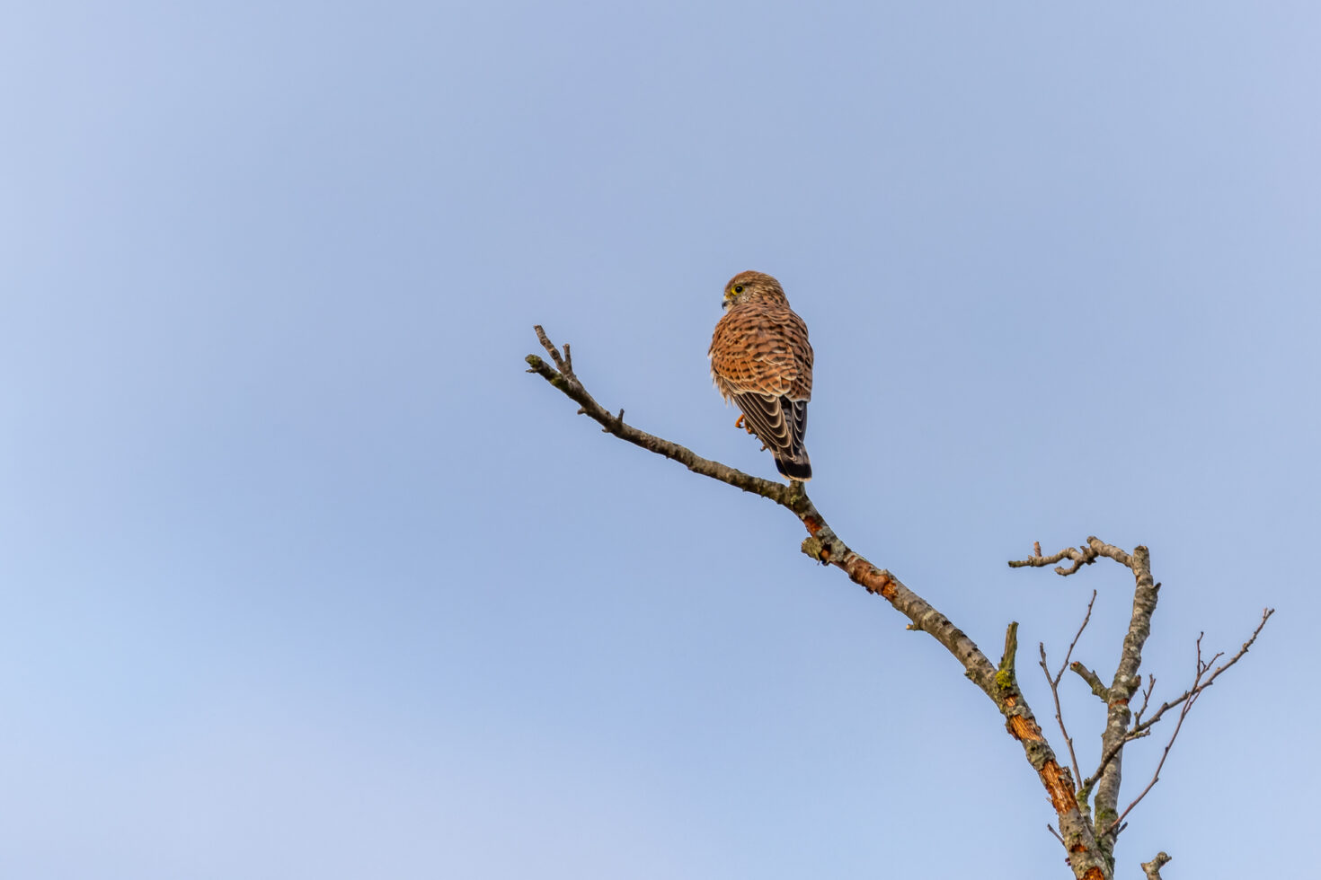 Turmfalke - weiblich