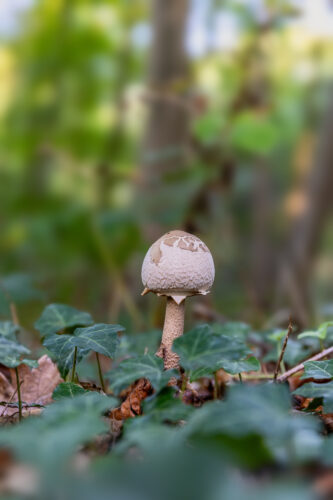Parasol