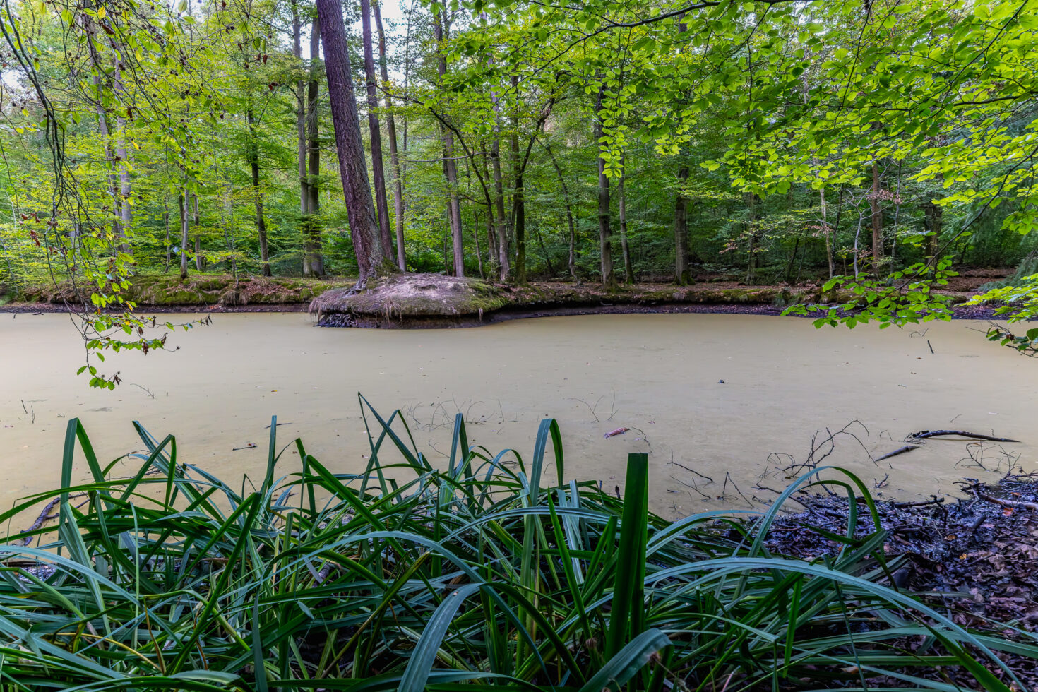 Weiher im Rheinbacher Wald