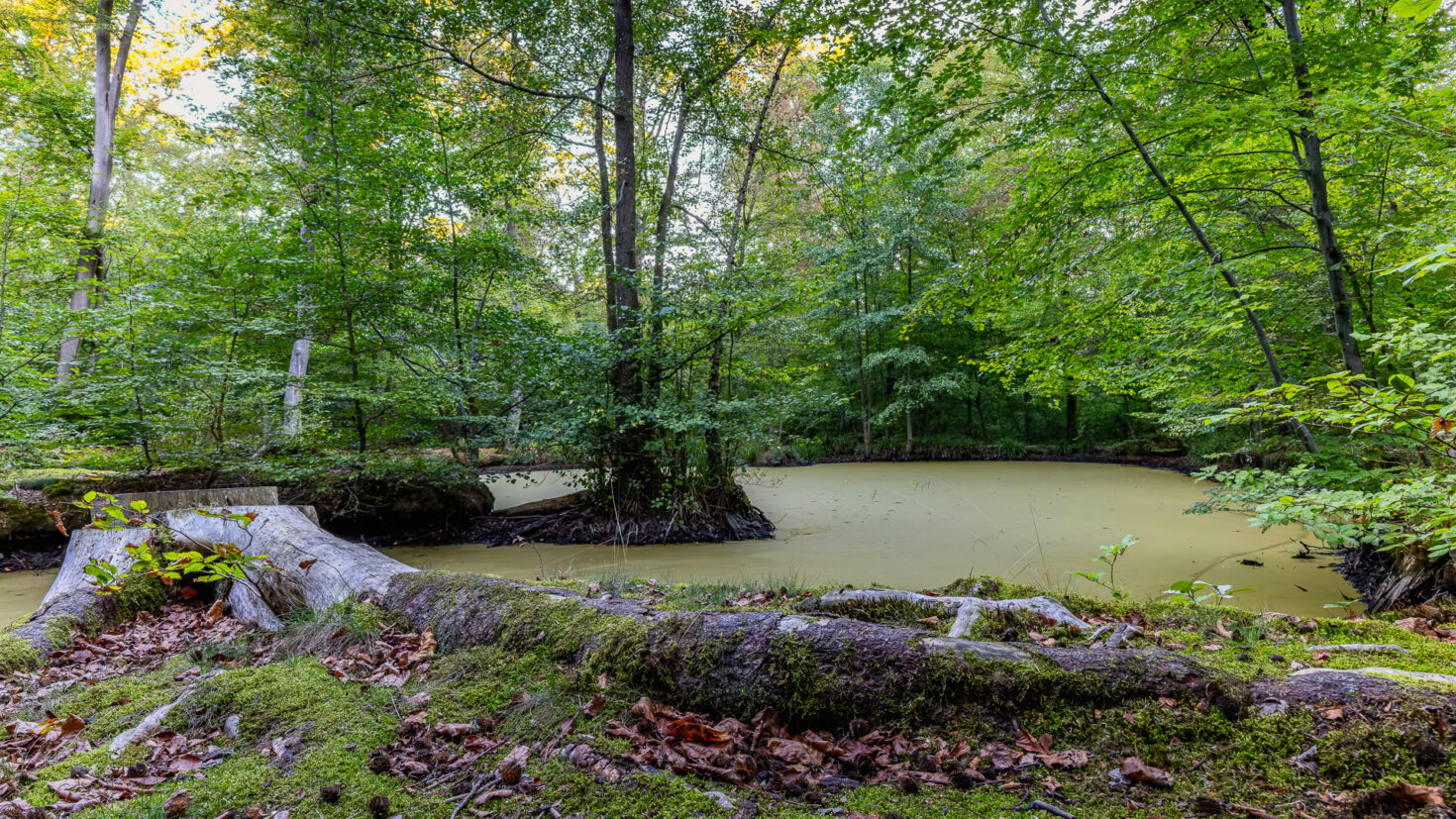 Weiher im Rheinbacher Wald