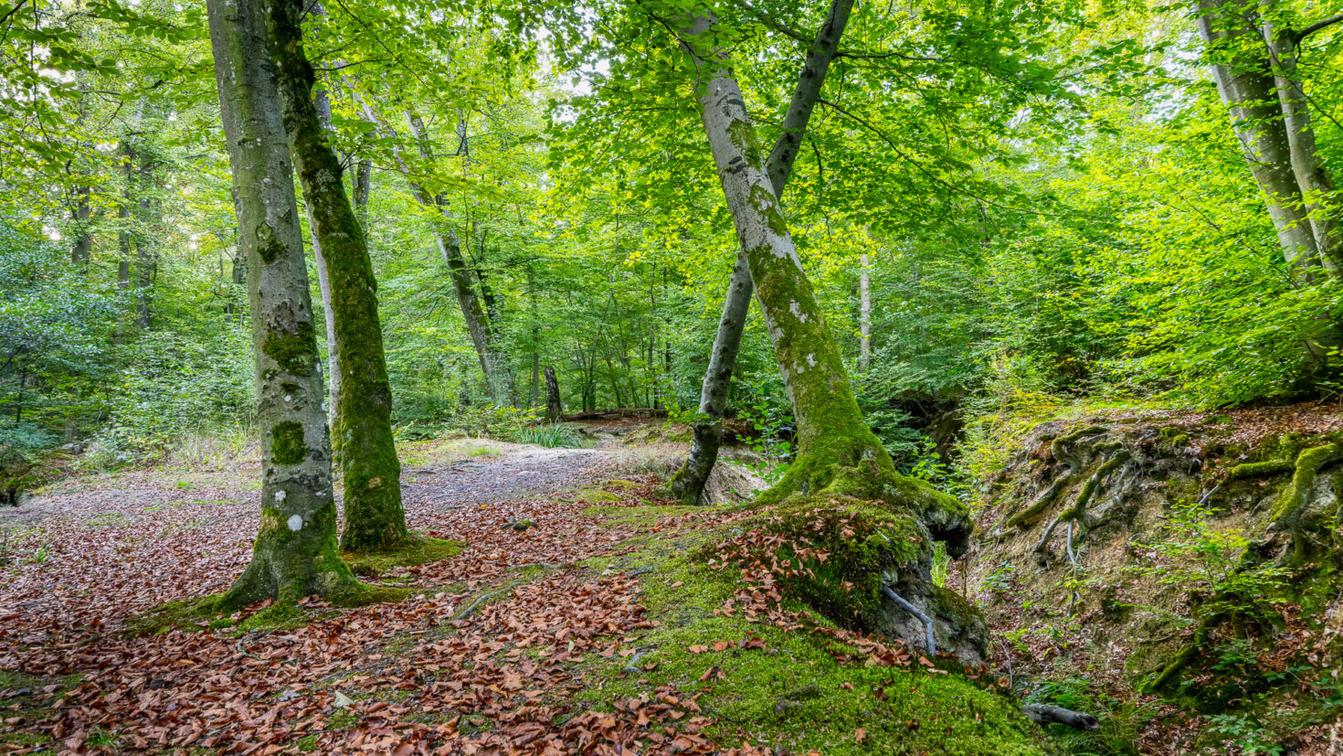 Unterwegs im Rheinbacher Wald