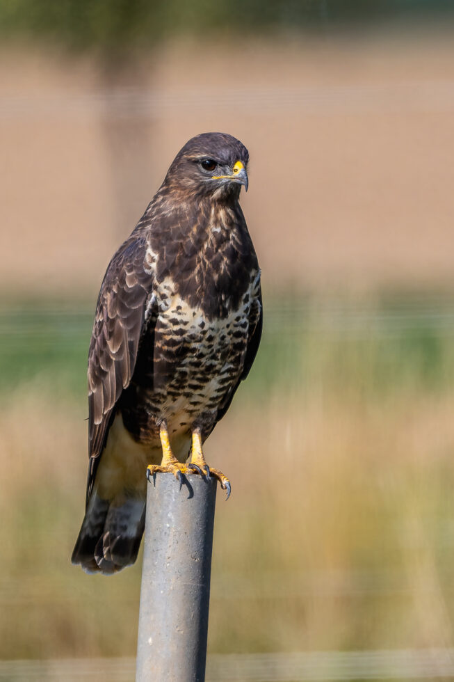 2026-09-FCa-201-Maeusebussard Mäusebussard