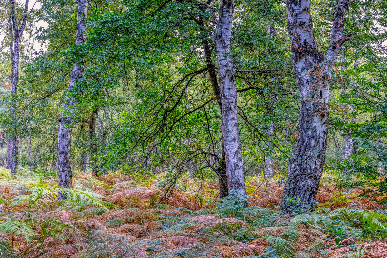 Unterwegs in der Wahner Heide