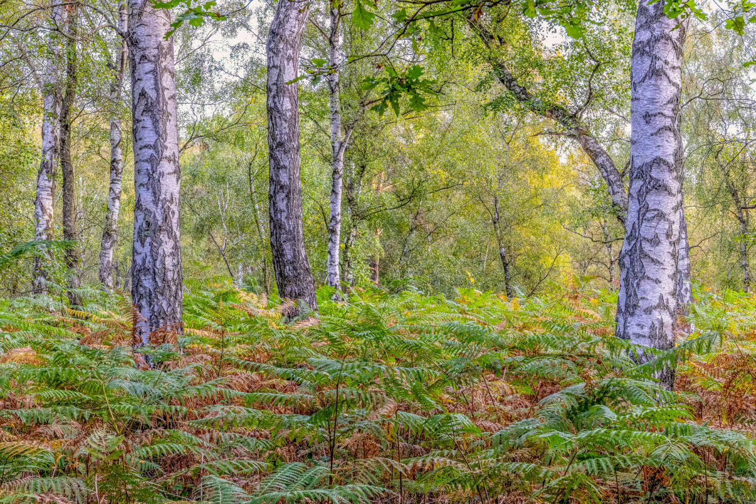 Unterwegs in der Wahner Heide