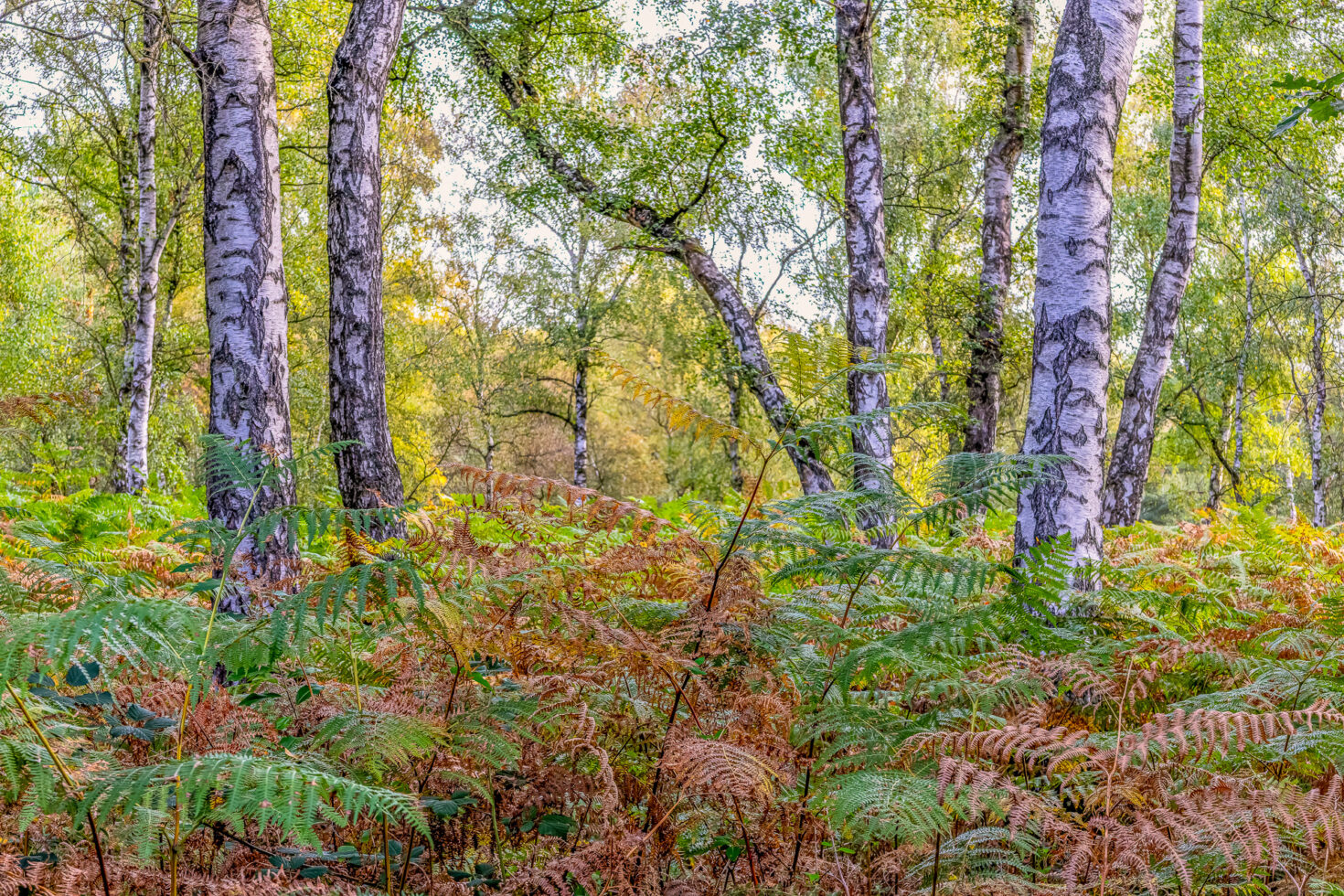 Unterwegs in der Wahner Heide