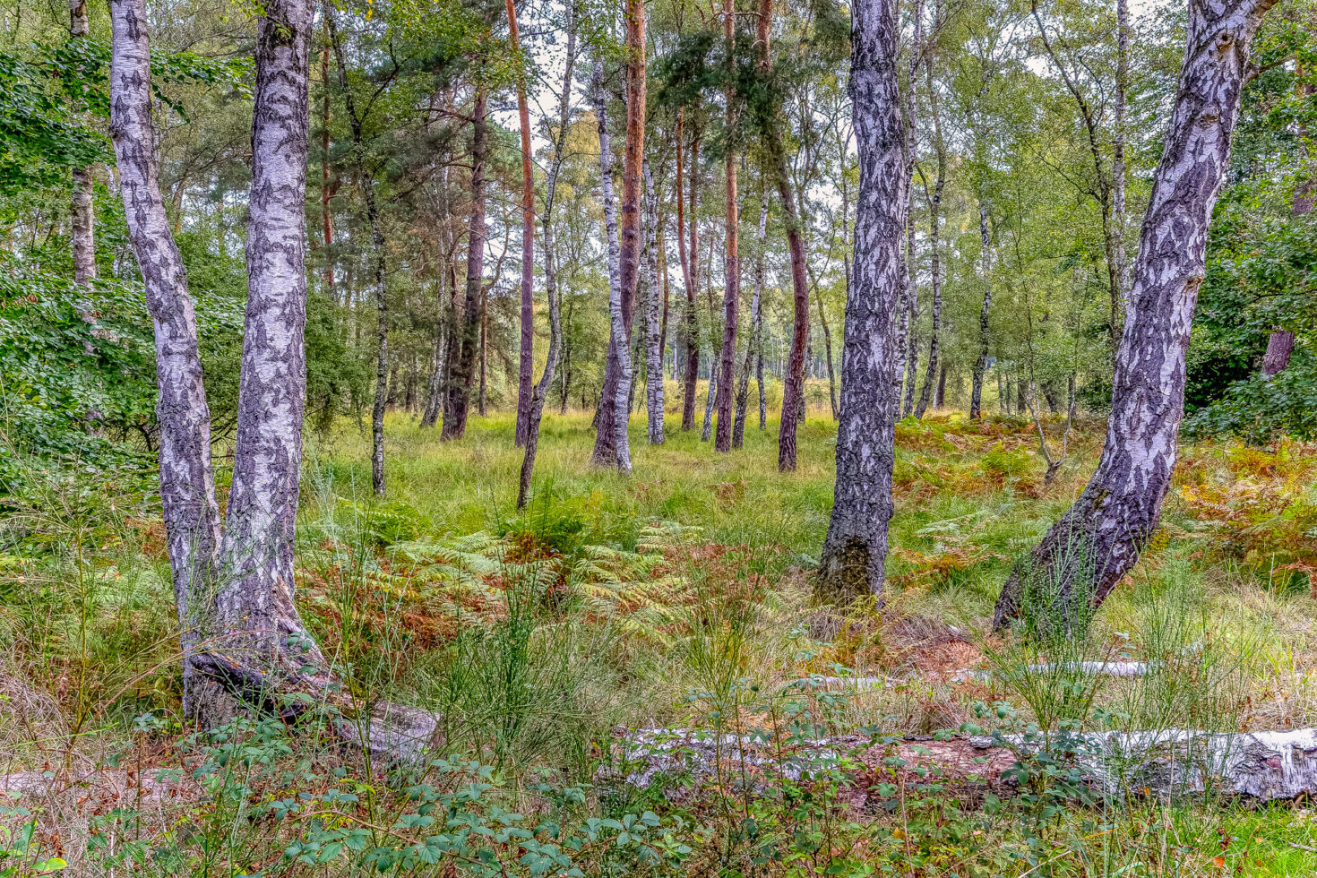 Unterwegs in der Wahner Heide