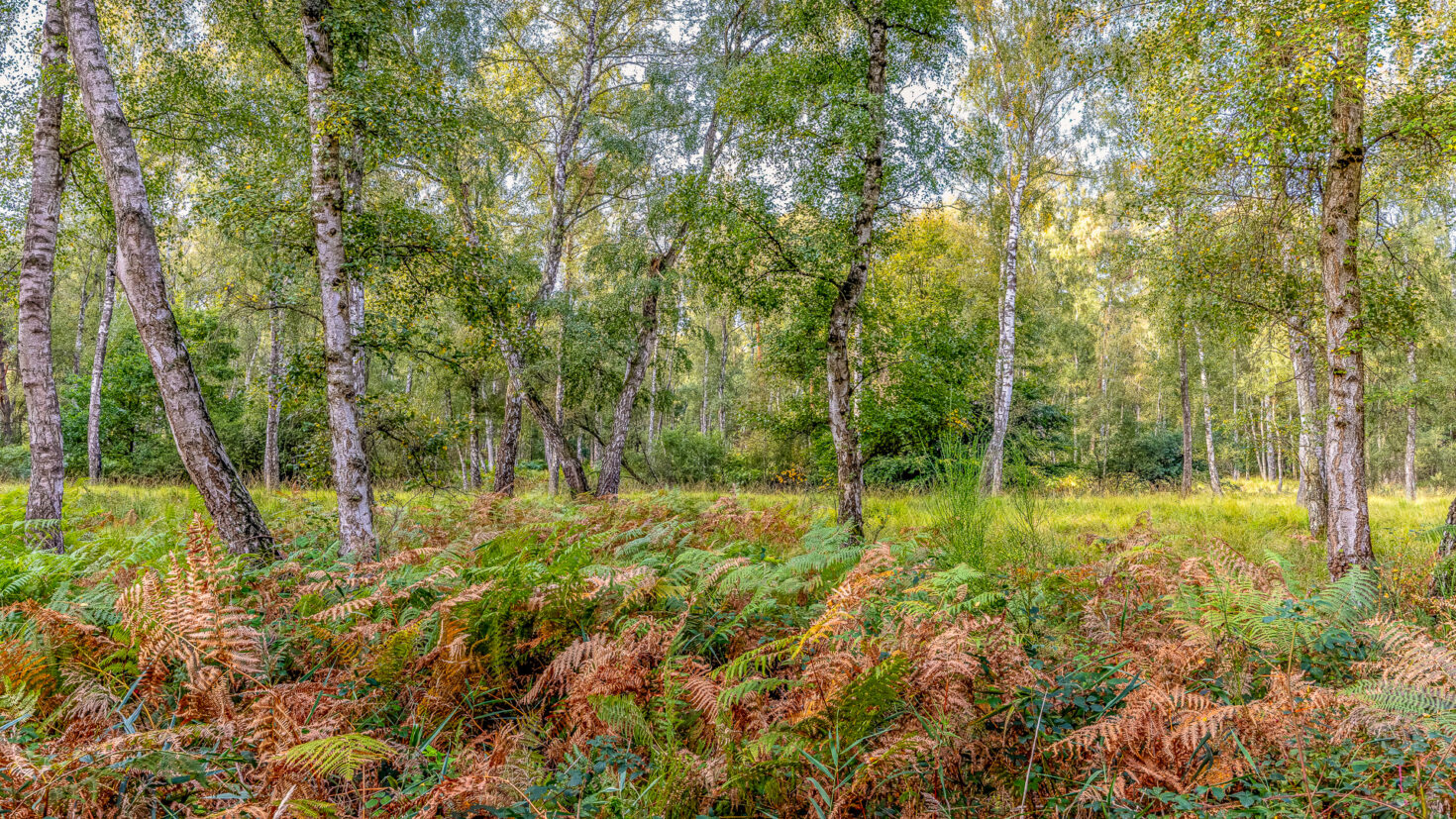 Unterwegs in der Wahner Heide