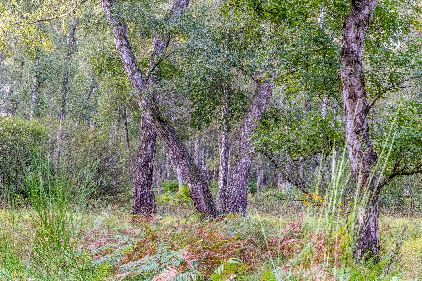 Unterwegs in der Wahner Heide