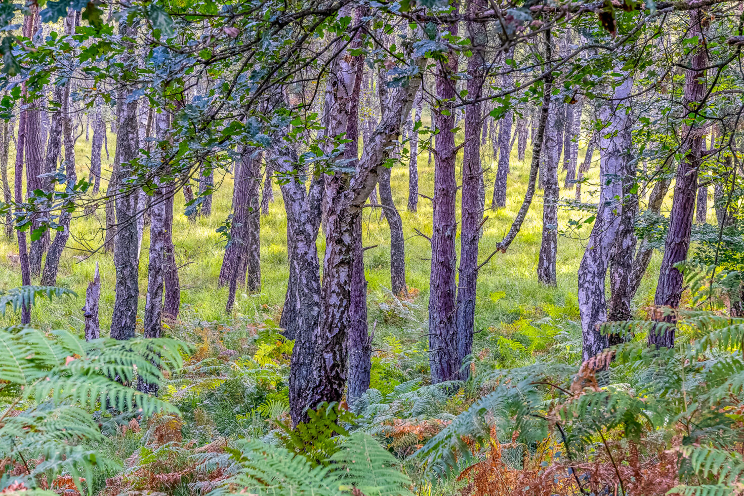 Unterwegs in der Wahner Heide