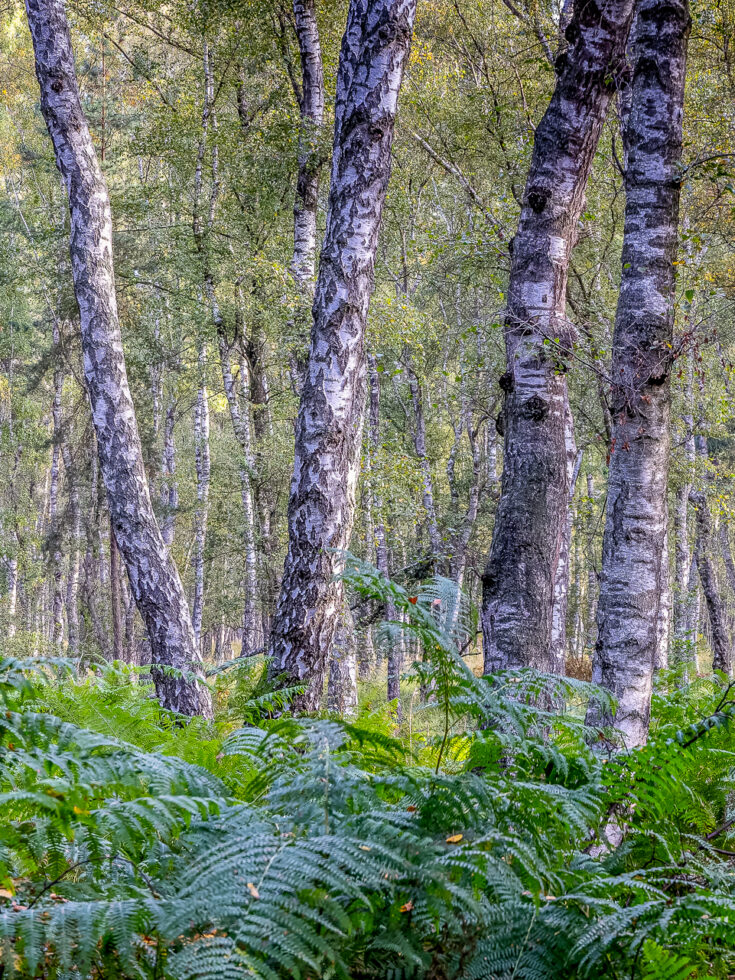 Unterwegs in der Wahner Heide