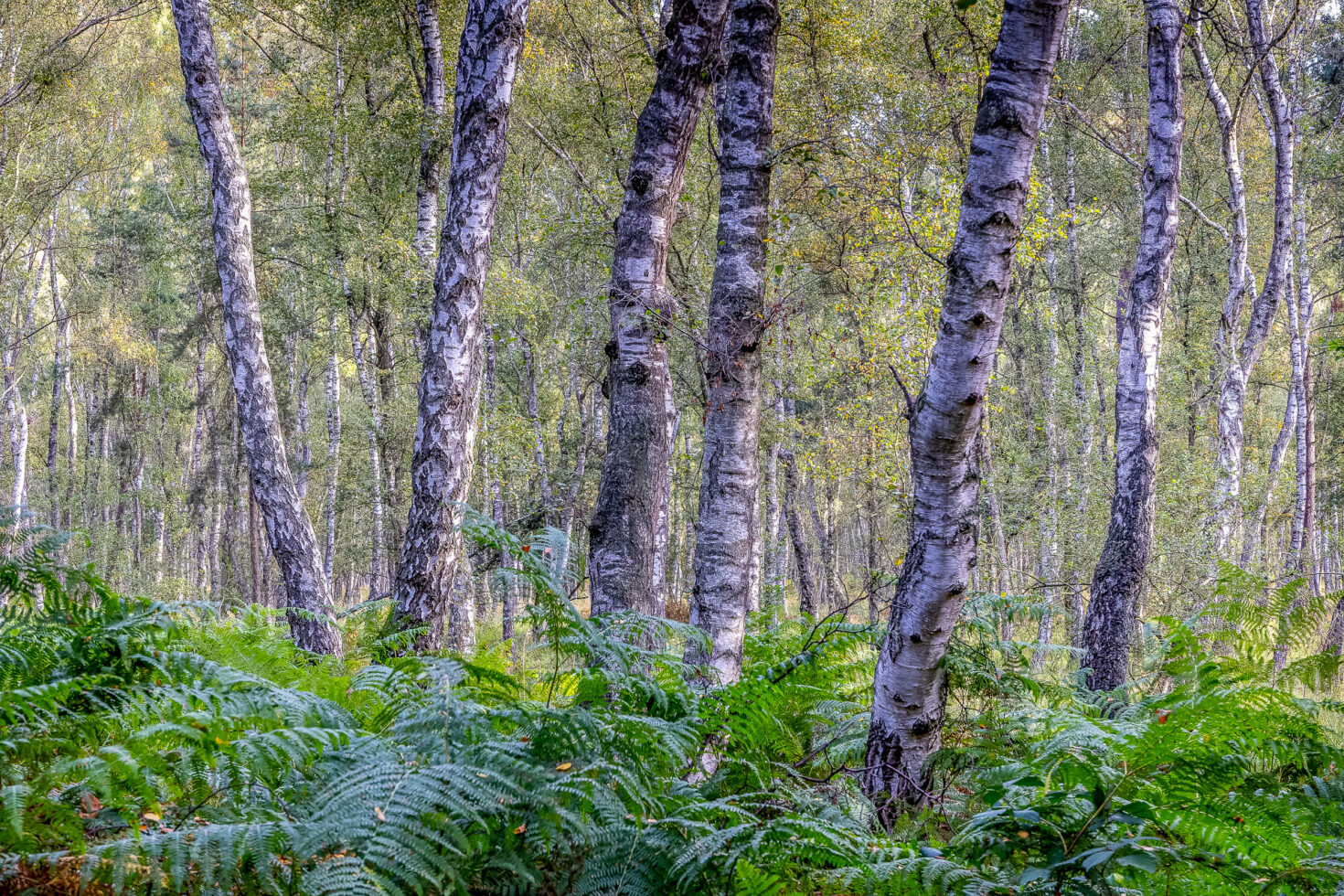 Unterwegs in der Wahner Heide