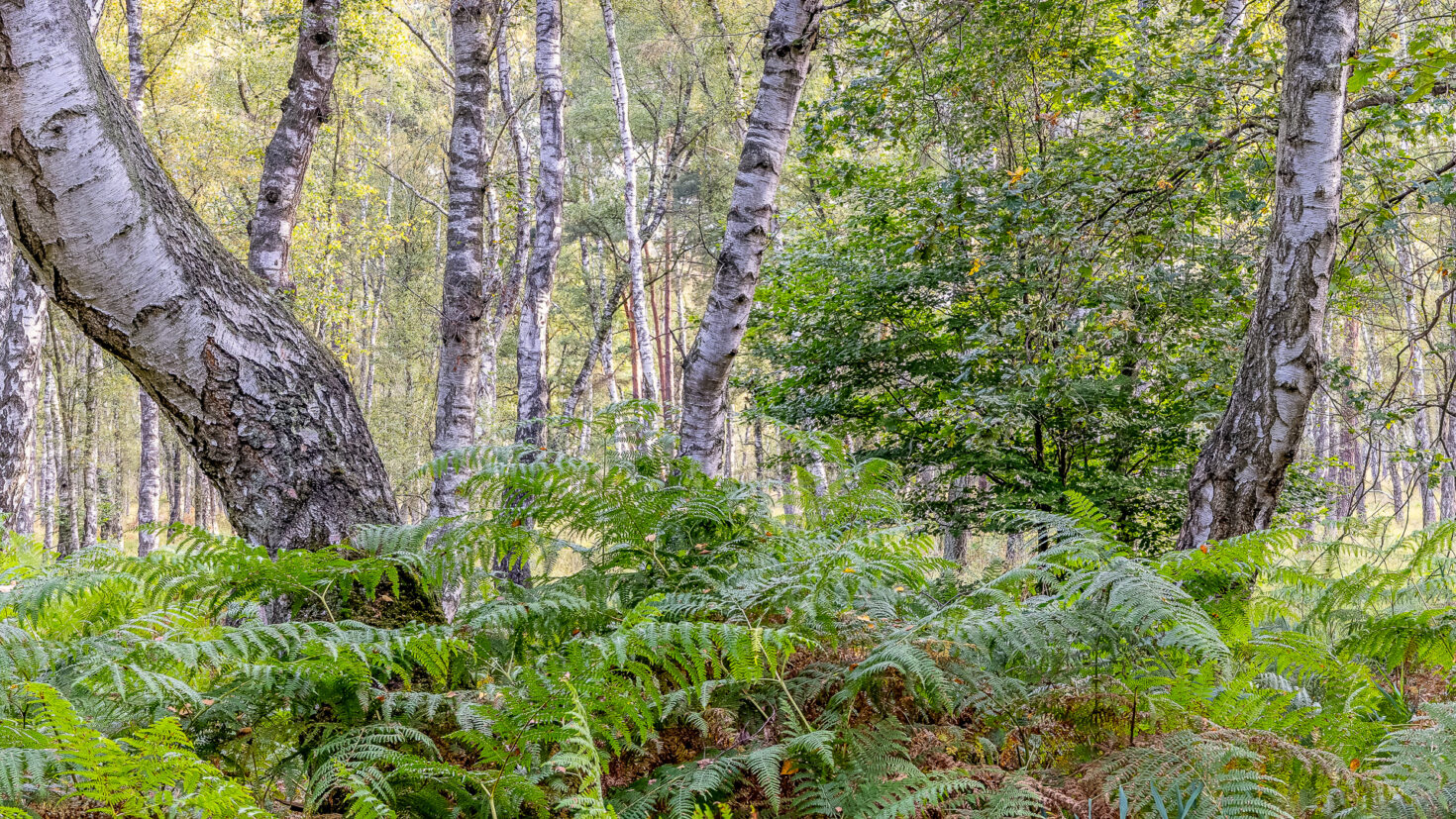 Unterwegs in der Wahner Heide