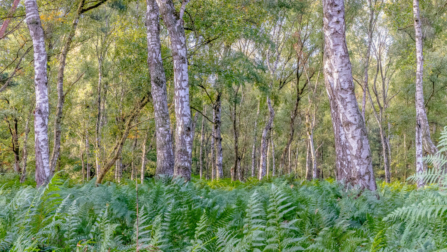 Unterwegs in der Wahner Heide