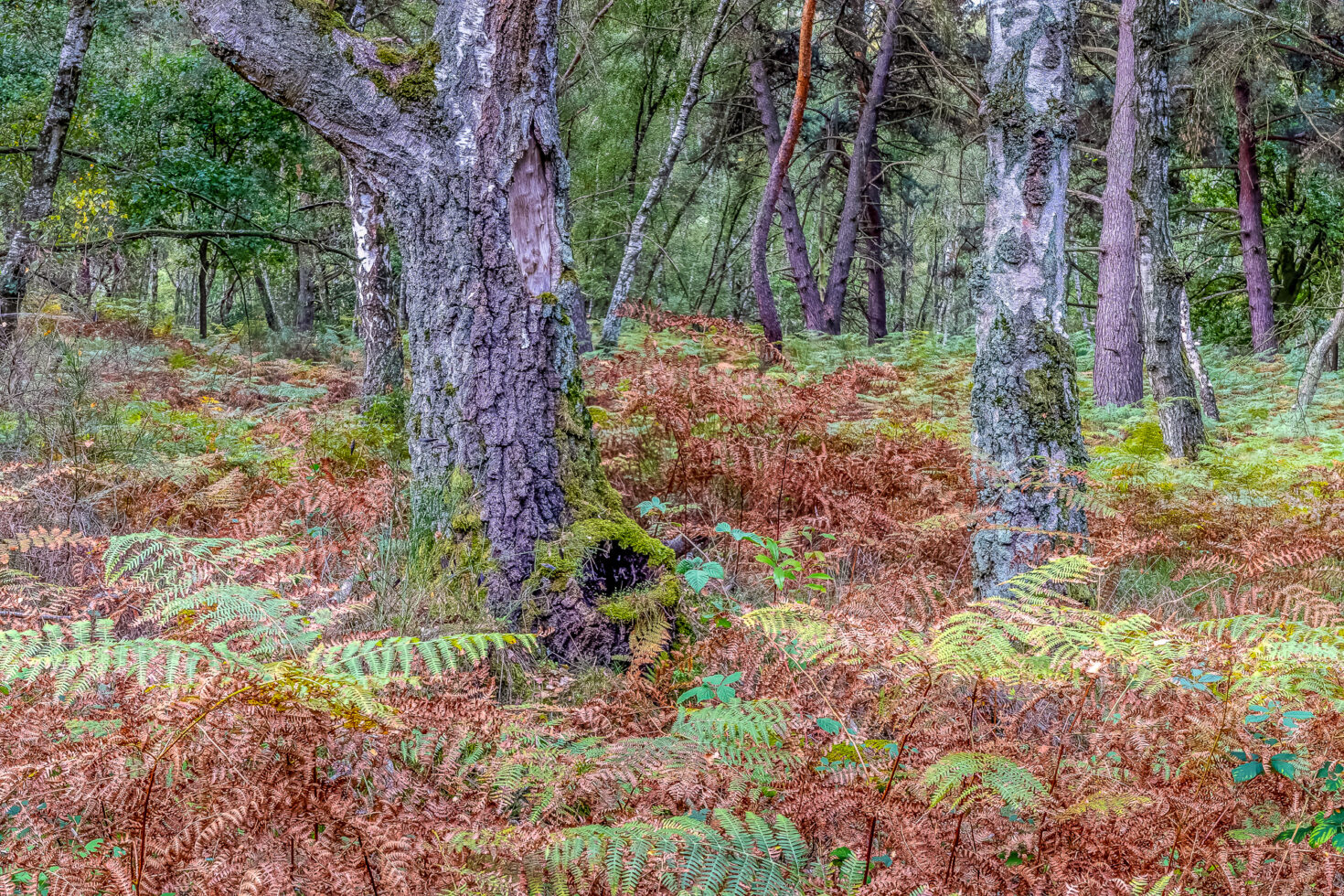 Unterwegs in der Wahner Heide