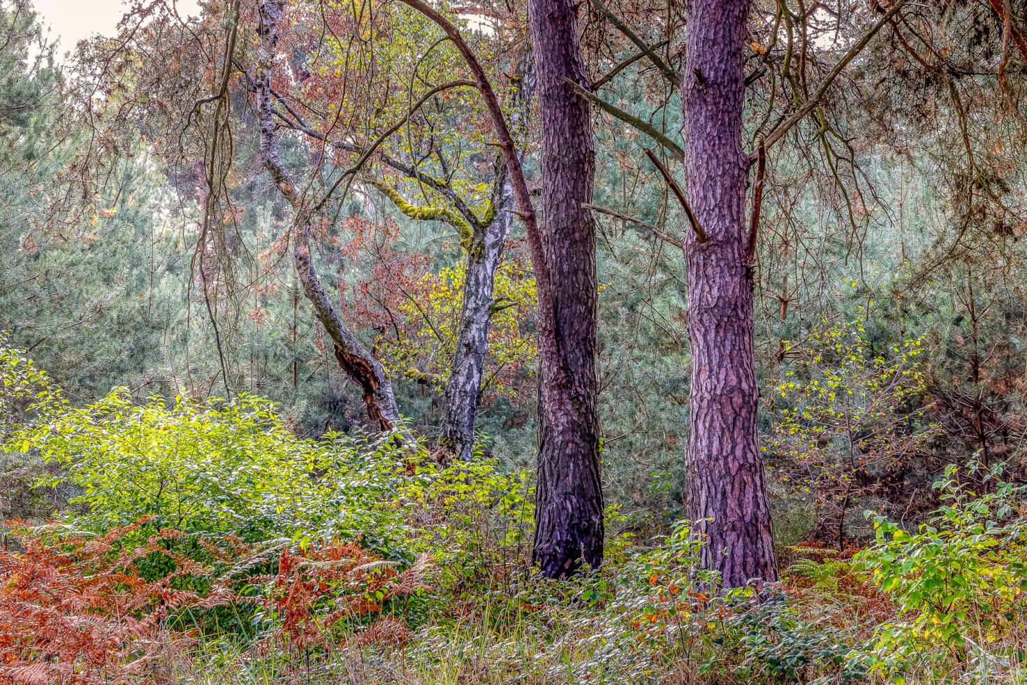 Unterwegs in der Wahner Heide