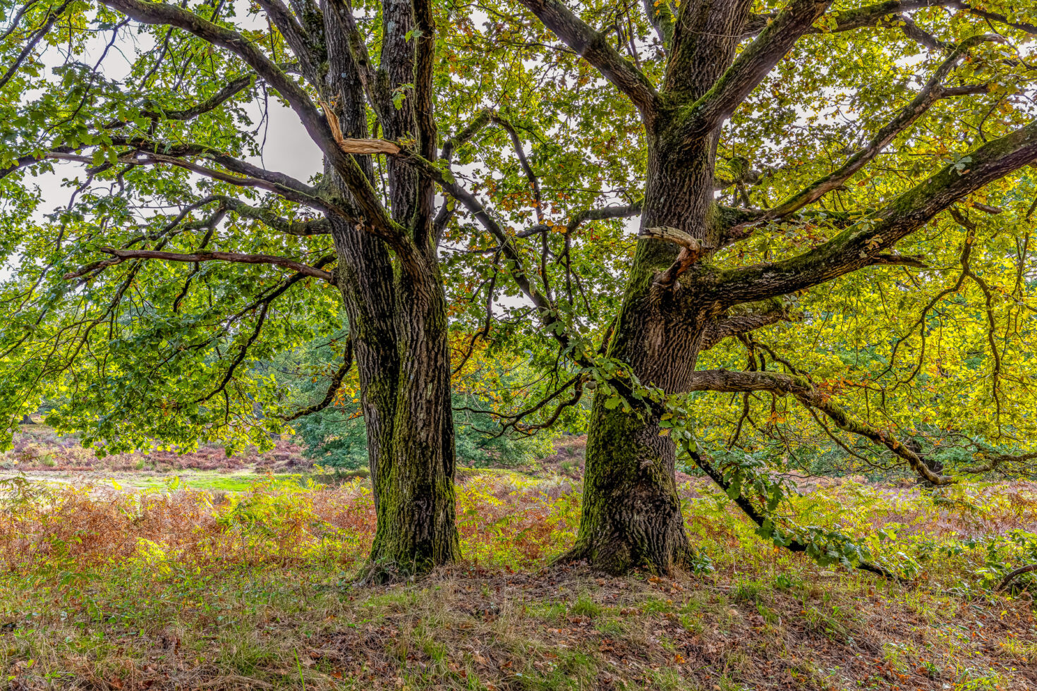 Unterwegs in der Wahner Heide