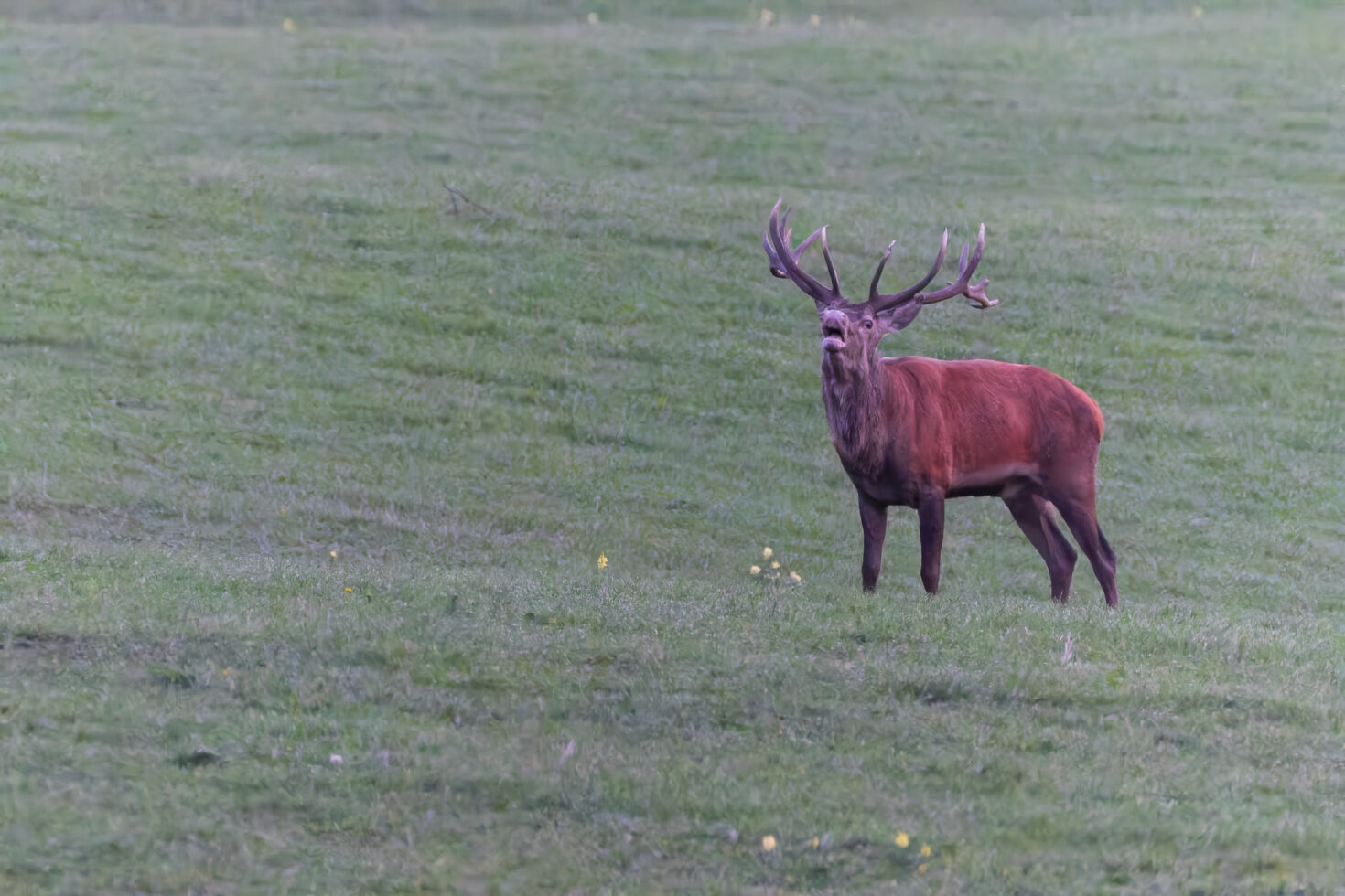 2026-10-FCa-012-Hirschbrunft-Rotwild-Nordeifel Rothirschbrunft in der Nordeifel (Wildlife)