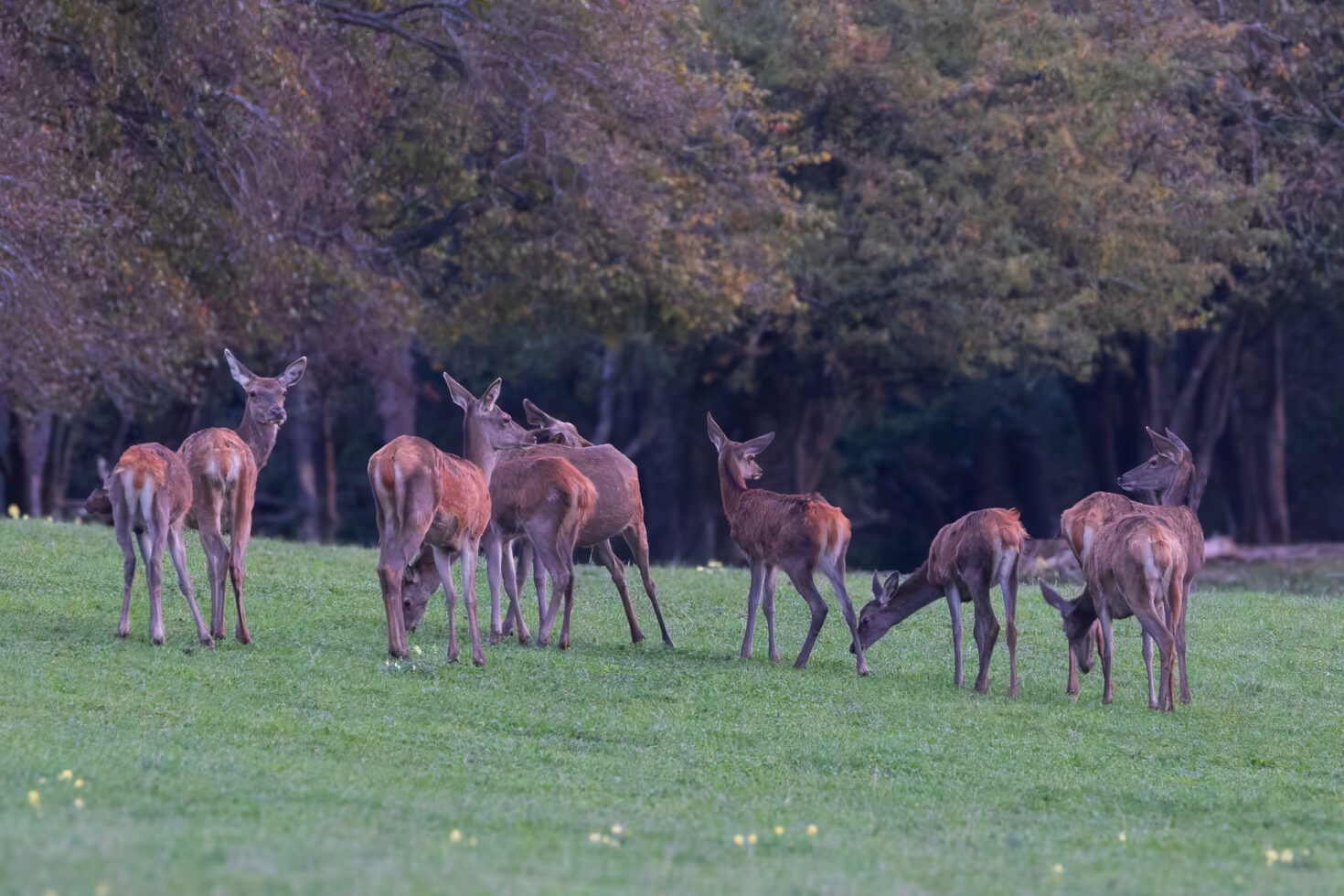 2026-10-FCa-013-Hirschbrunft-Rotwild-Nordeifel Rothirschkühe mit Kälbern in der Nordeifel (Wildlife)