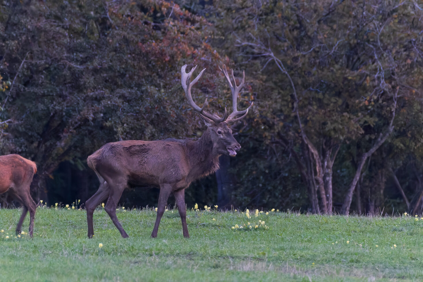 2026-10-FCa-014-Hirschbrunft-Rotwild-Nordeifel Rothirschbrunft in der Nordeifel (Wildlife)