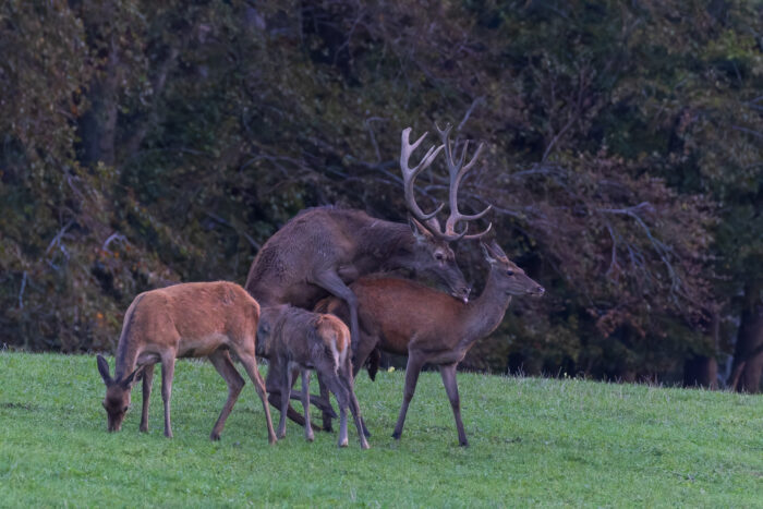 Rothirschbrunft in der Nordeifel (Wildlife)