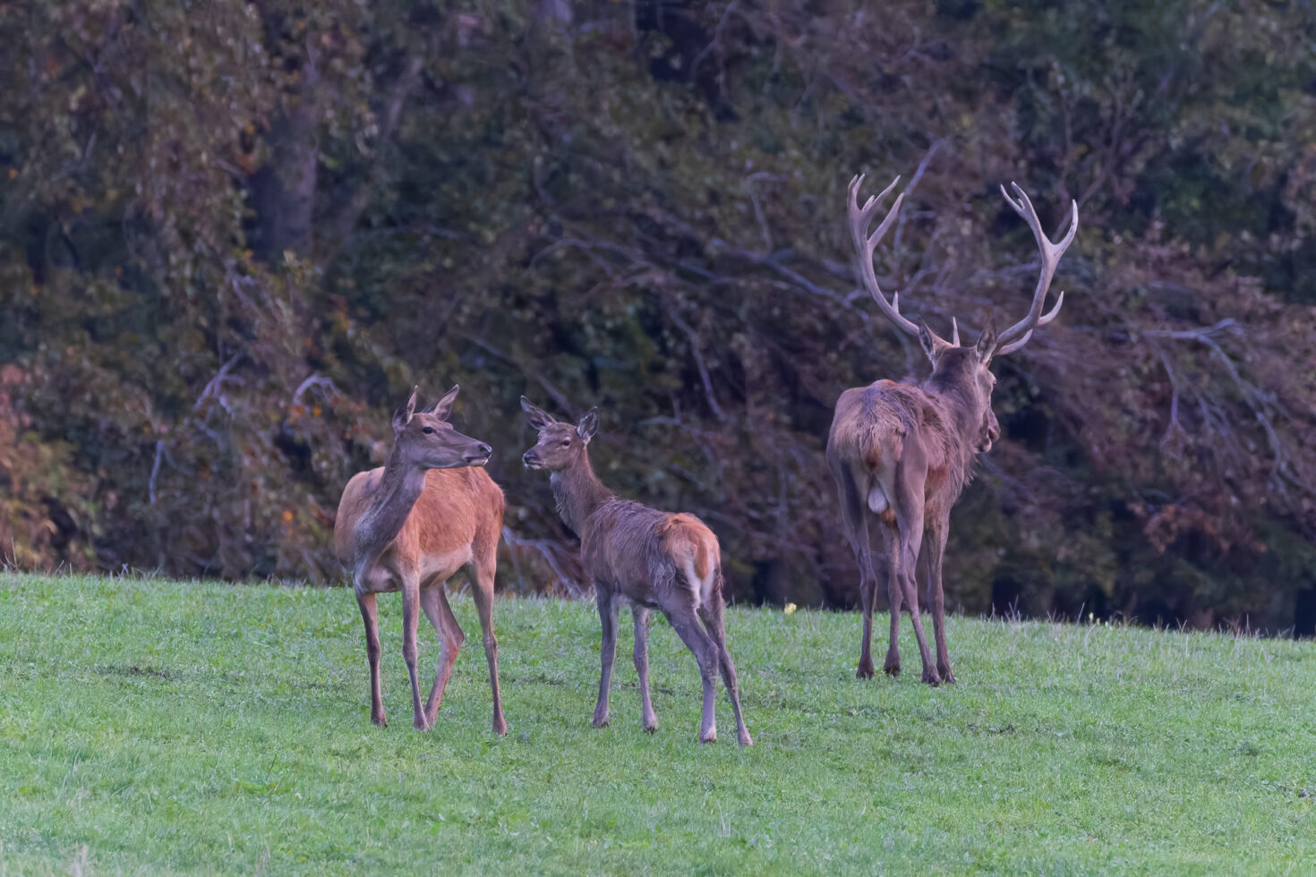 2026-10-FCa-016-Hirschbrunft-Rotwild-Nordeifel Rothirschbrunft in der Nordeifel (Wildlife)