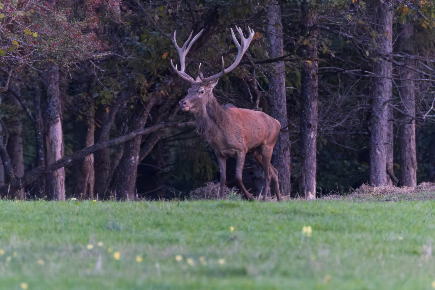 2026-10-FCa-017-Hirschbrunft-Rotwild-Nordeifel Rothirschbrunft in der Nordeifel (Wildlife)