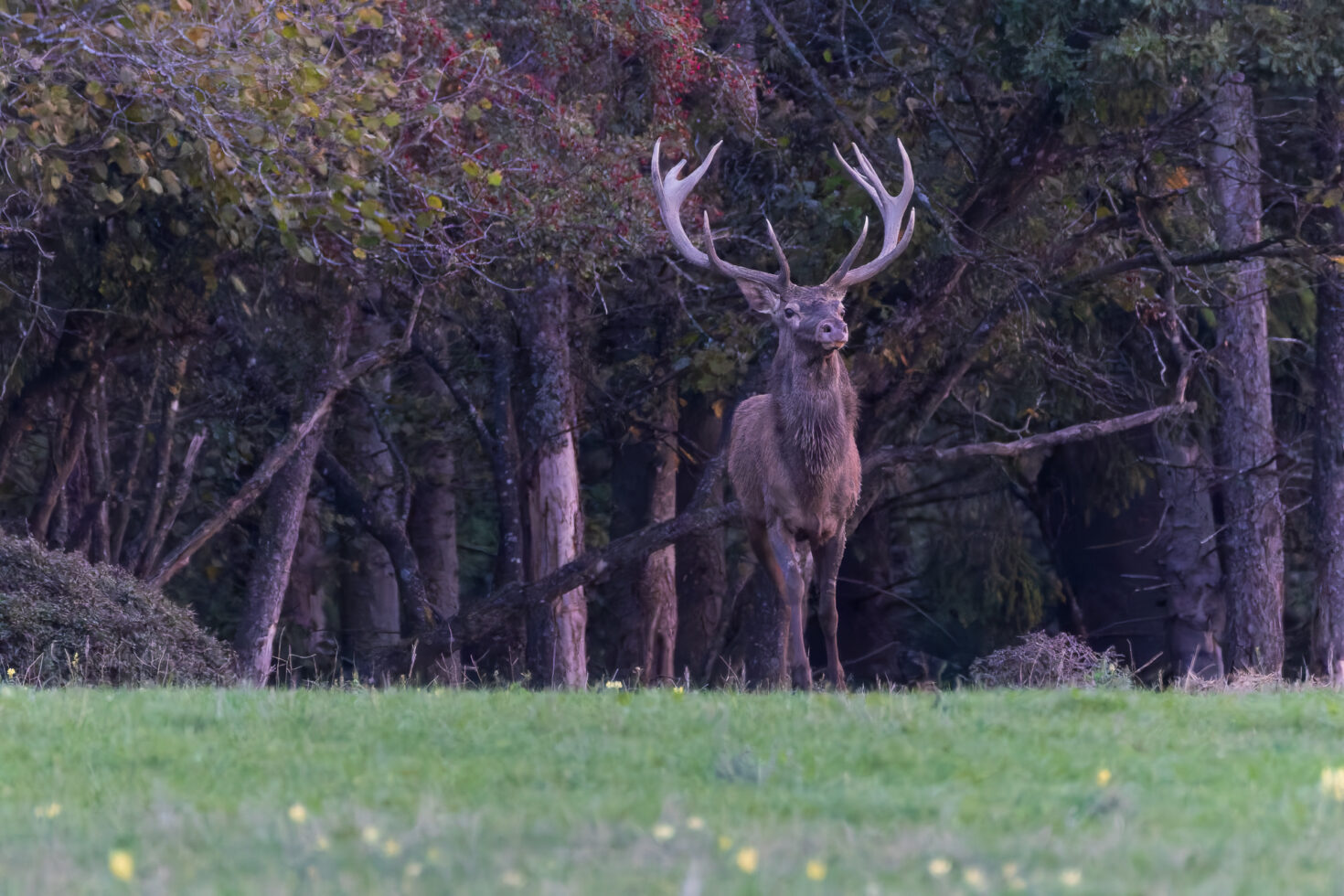 2026-10-FCa-018-Hirschbrunft-Rotwild-Nordeifel Rothirschbrunft in der Nordeifel (Wildlife)