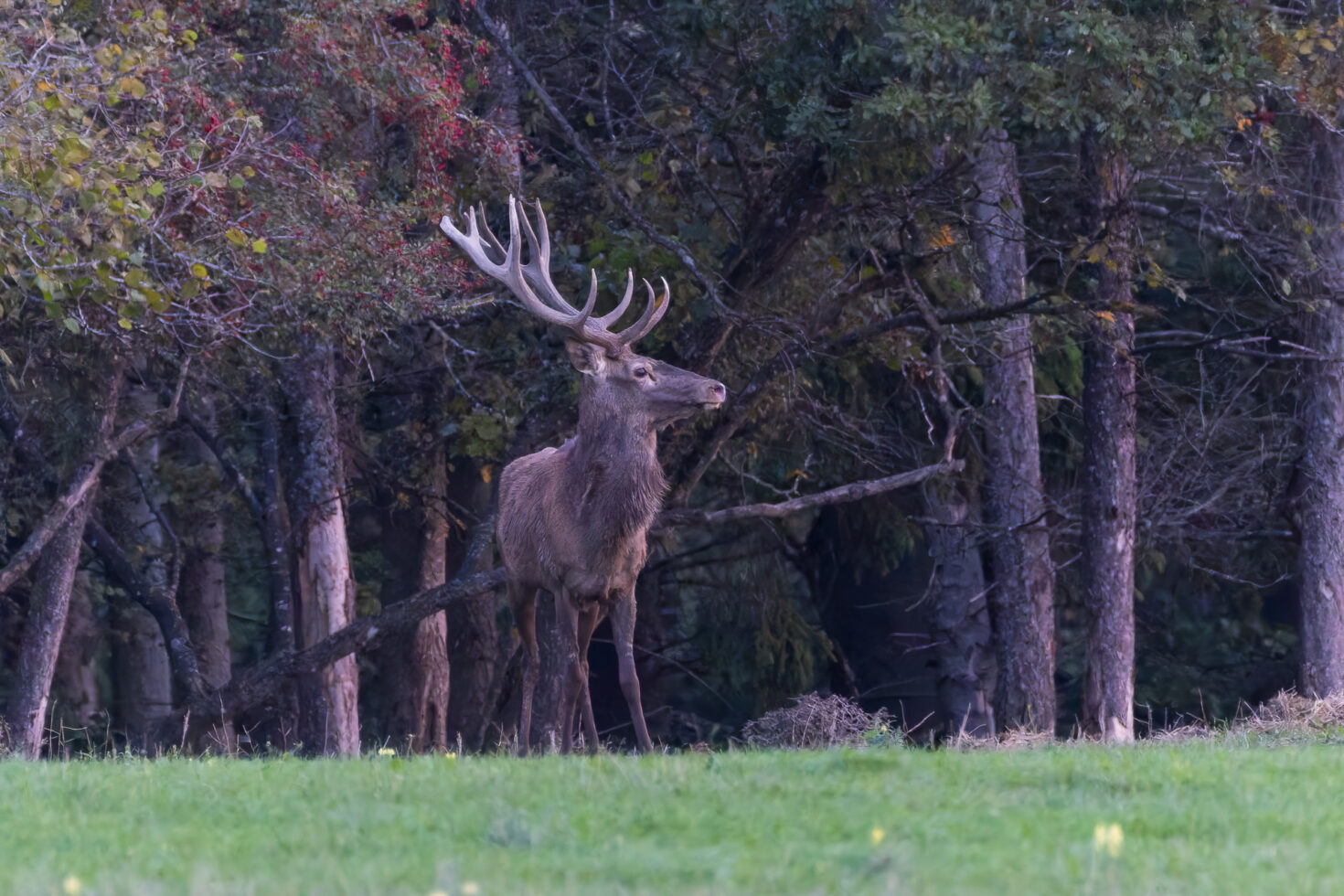 2026-10-FCa-019-Hirschbrunft-Rotwild-Nordeifel Rothirschbrunft in der Nordeifel (Wildlife)