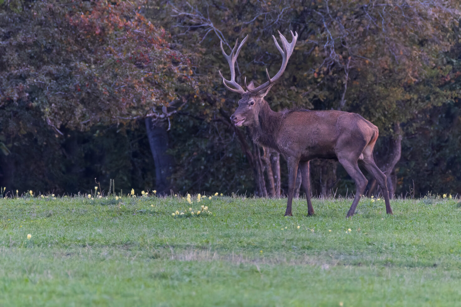 2026-10-FCa-021-Hirschbrunft-Rotwild-Nordeifel Rothirschbrunft in der Nordeifel (Wildlife)