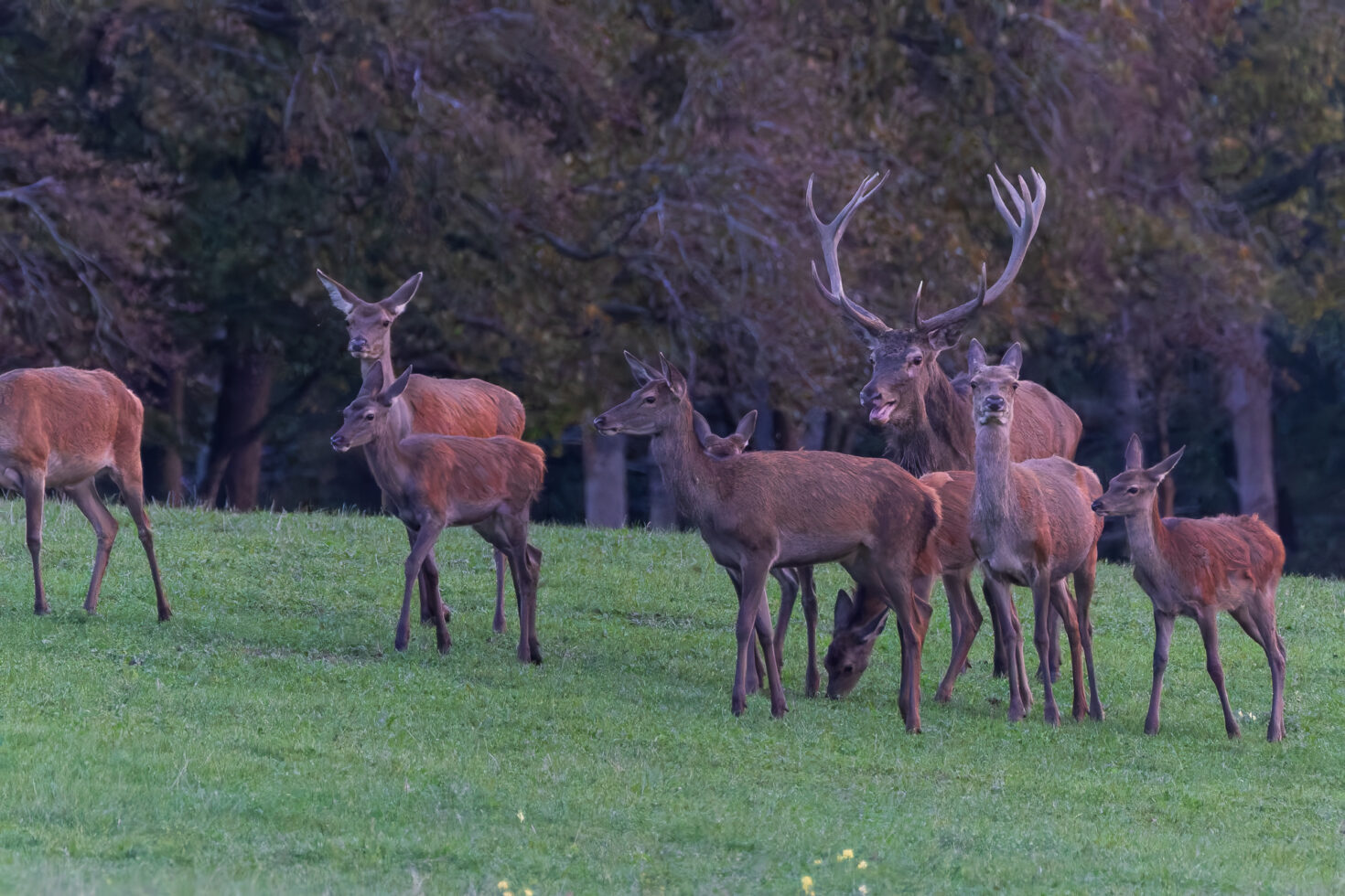 2026-10-FCa-023-Hirschbrunft-Rotwild-Nordeifel Rothirschbrunft in der Nordeifel (Wildlife)