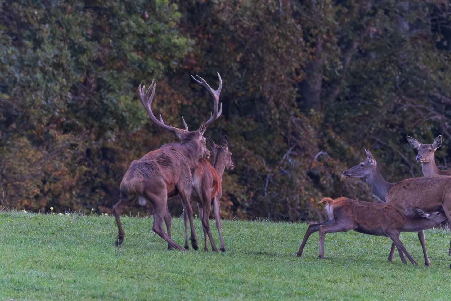 2026-10-FCa-024-Hirschbrunft-Rotwild-Nordeifel Rothirschbrunft in der Nordeifel (Wildlife)
