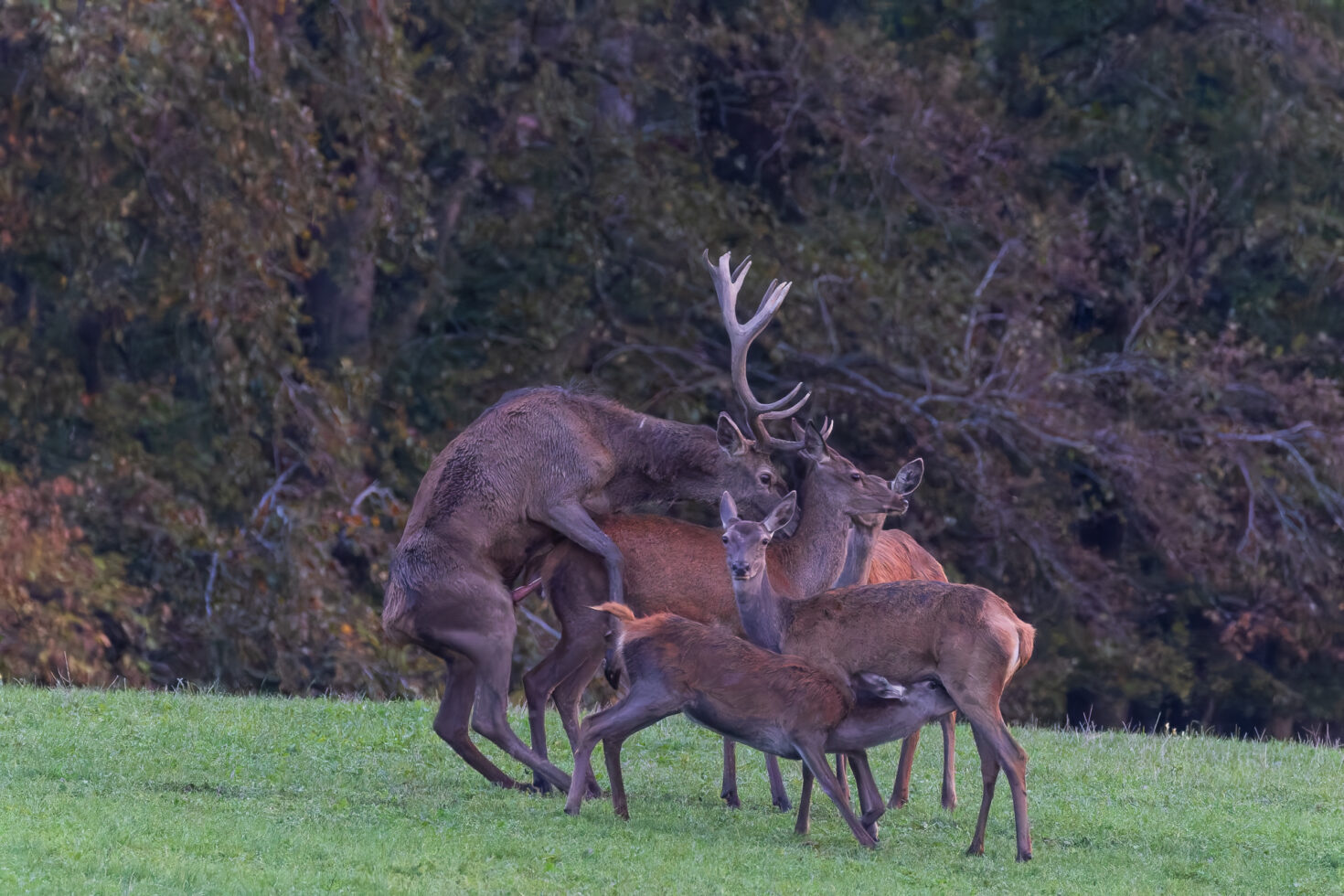2026-10-FCa-025-Hirschbrunft-Rotwild-Nordeifel Rothirschbrunft in der Nordeifel (Wildlife)