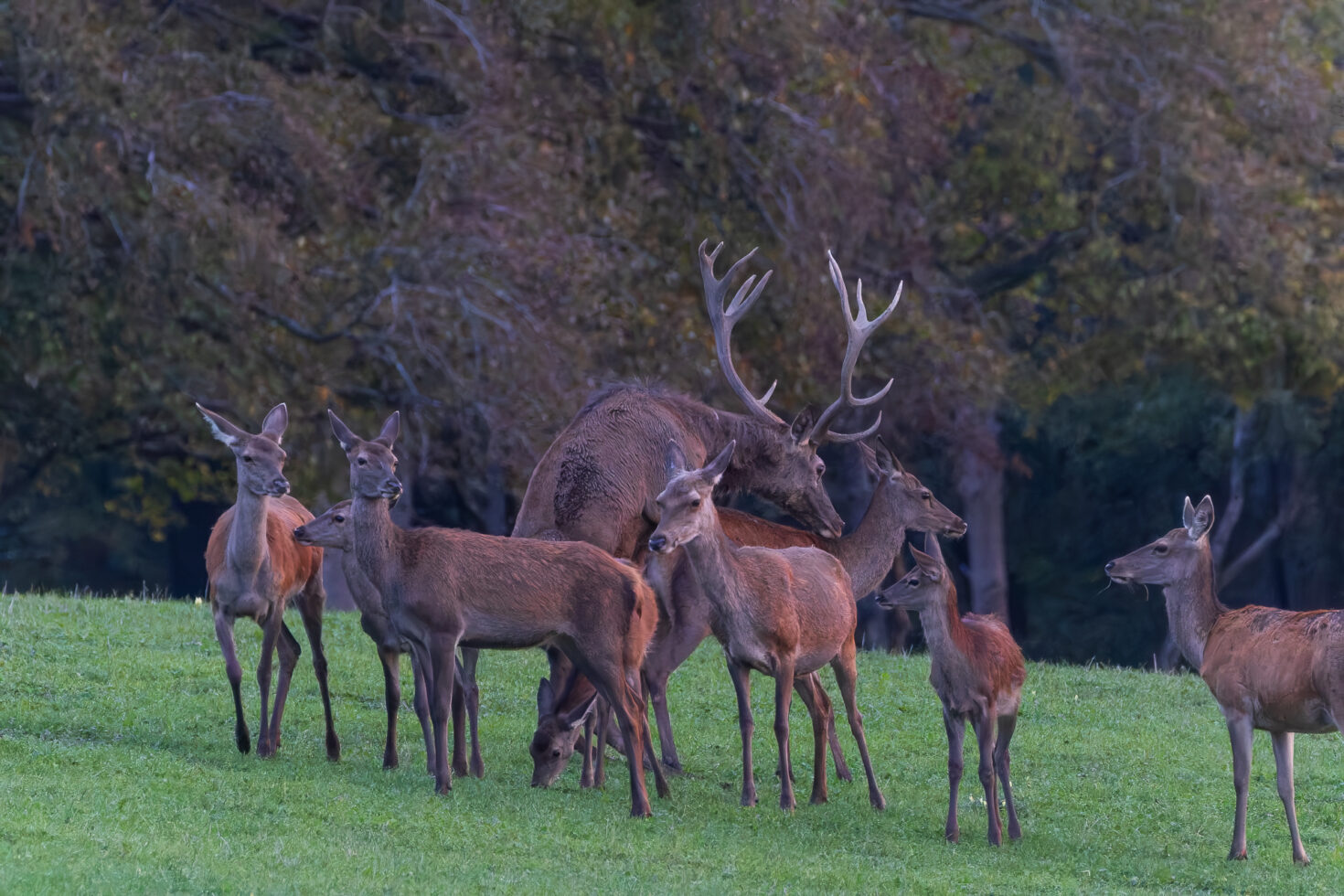 2026-10-FCa-026-Hirschbrunft-Rotwild-Nordeifel Rothirschbrunft in der Nordeifel (Wildlife)