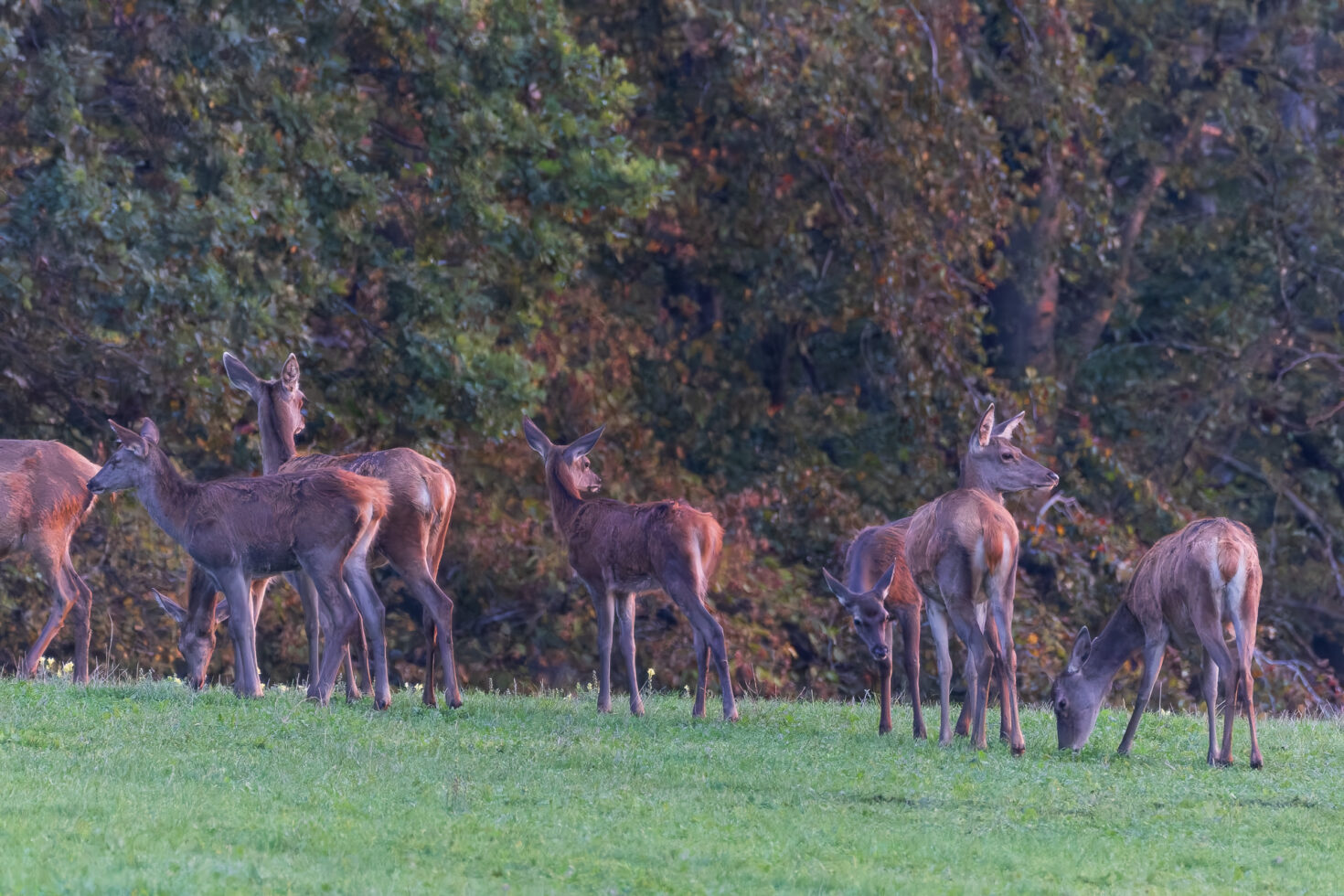 2026-10-FCa-027-Hirschbrunft-Rotwild-Nordeifel Rothirschkühe mit Kälbern in der Nordeifel (Wildlife)