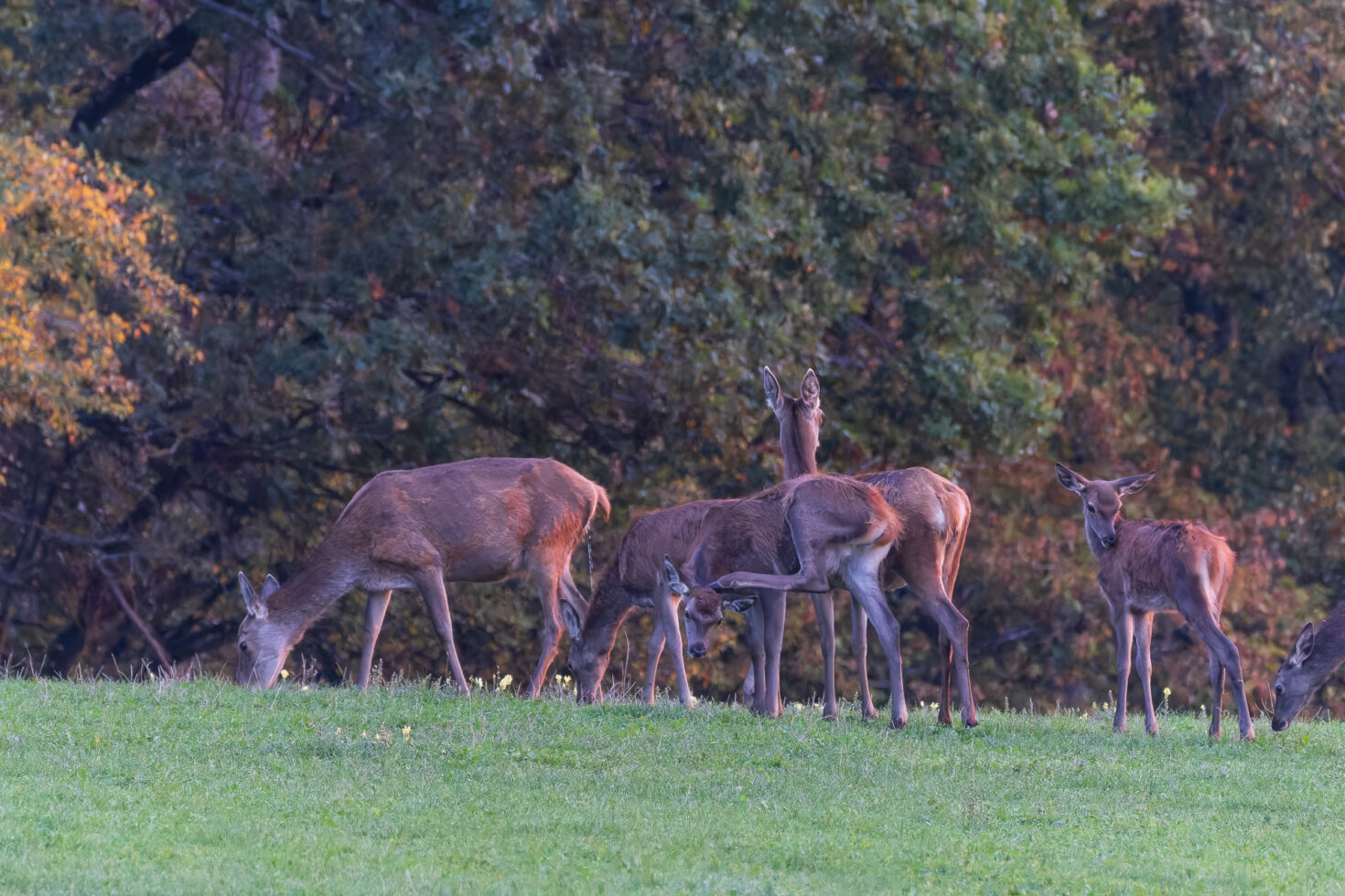 2026-10-FCa-028-Hirschbrunft-Rotwild-Nordeifel Rothirschkühe mit Kälbern in der Nordeifel (Wildlife)