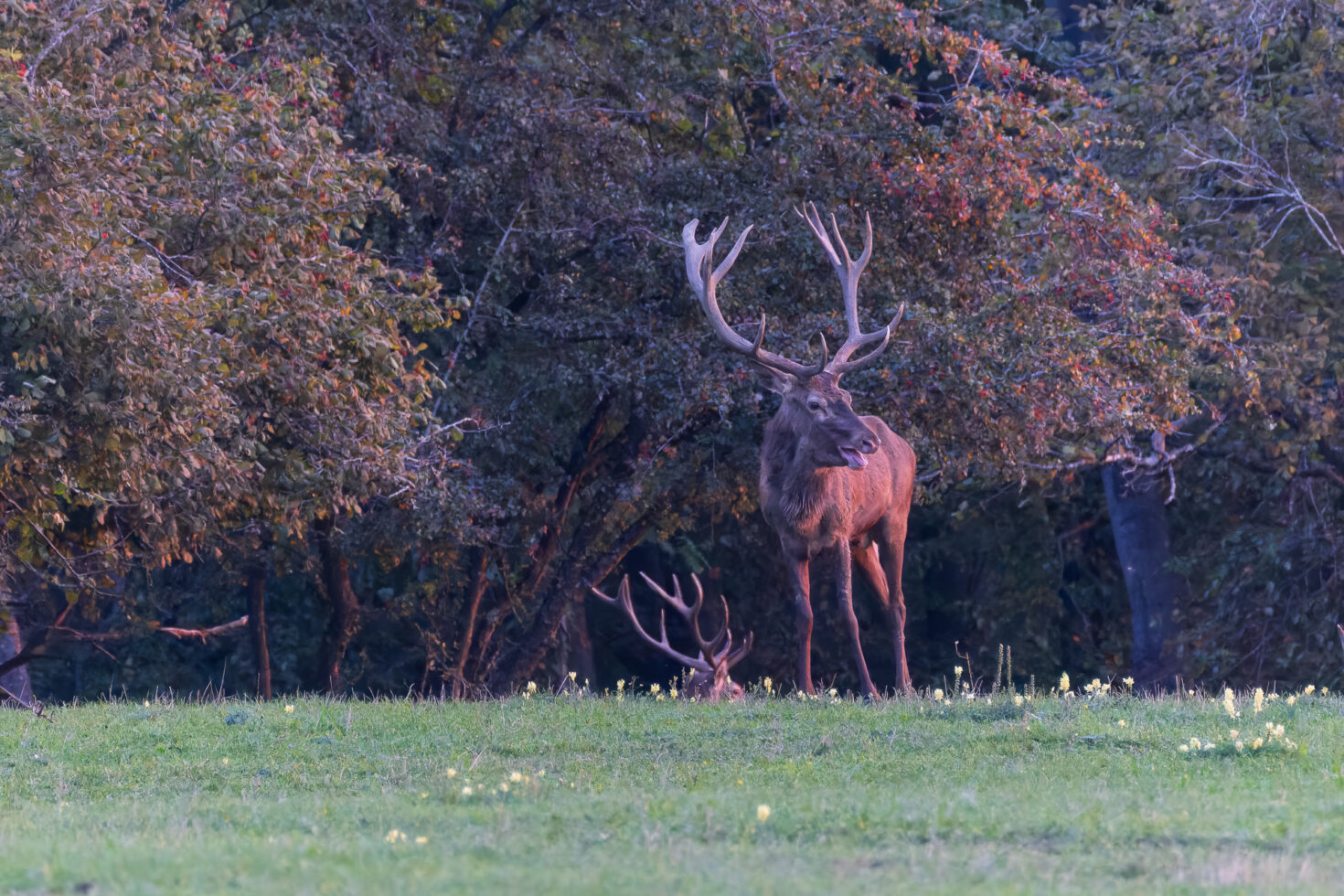 2026-10-FCa-029-Hirschbrunft-Rotwild-Nordeifel Rothirschbrunft in der Nordeifel (Wildlife)