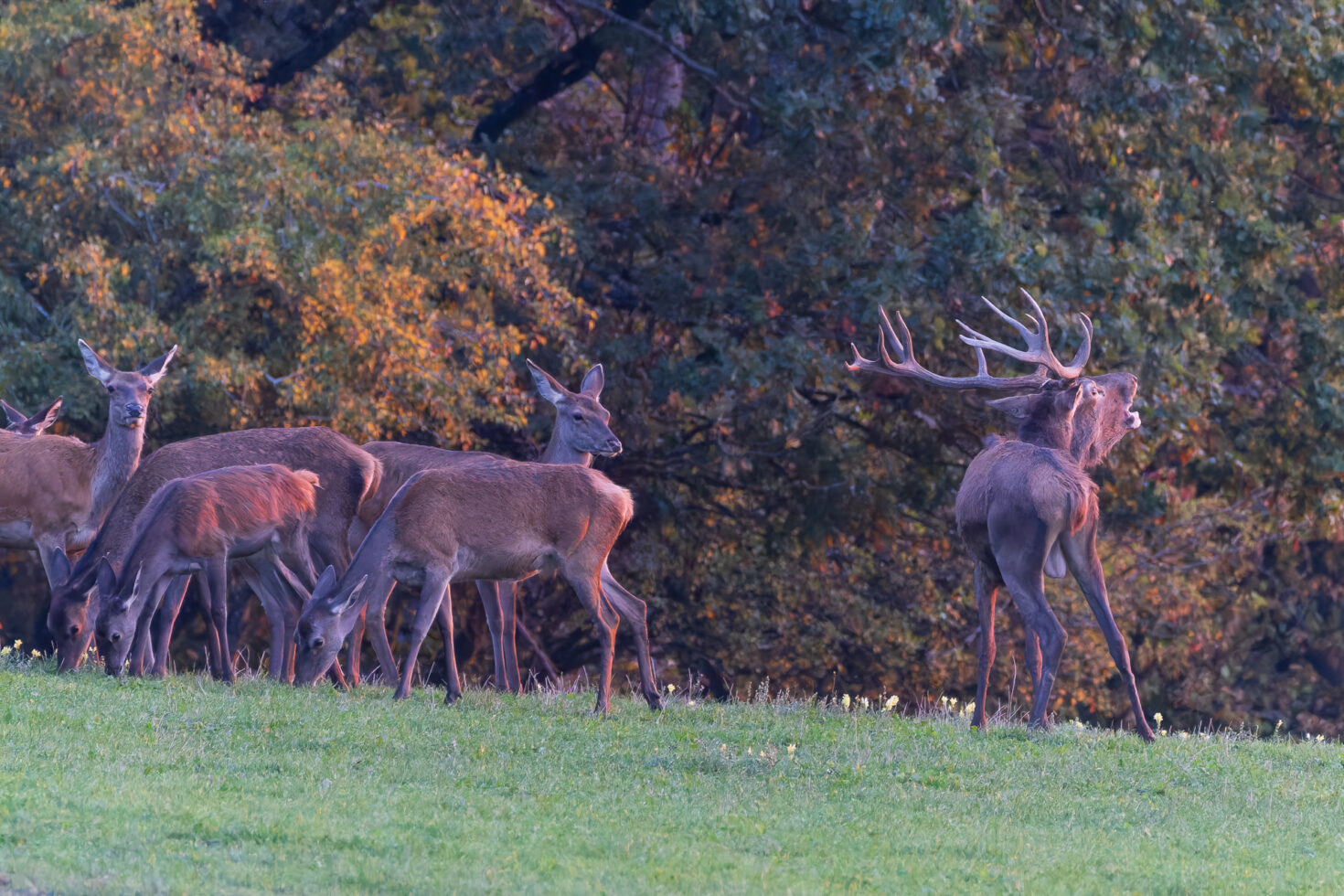 2026-10-FCa-030-Hirschbrunft-Rotwild-Nordeifel Rothirschbrunft in der Nordeifel (Wildlife)