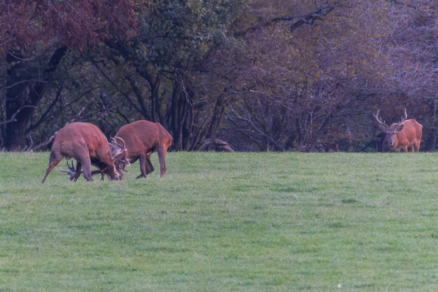 2026-10-FCa-032-Hirschbrunft-Rotwild-Nordeifel Rothirschbrunft in der Nordeifel (Wildlife)